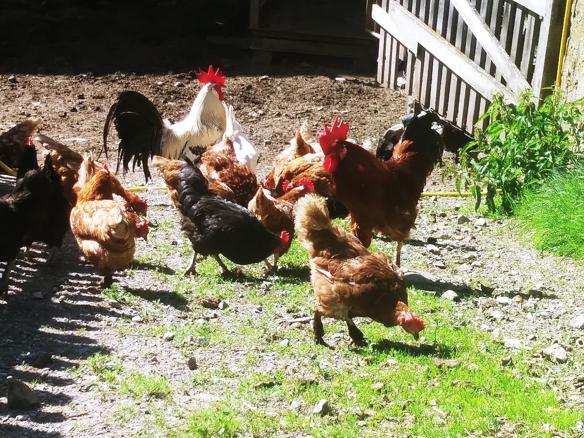 galline