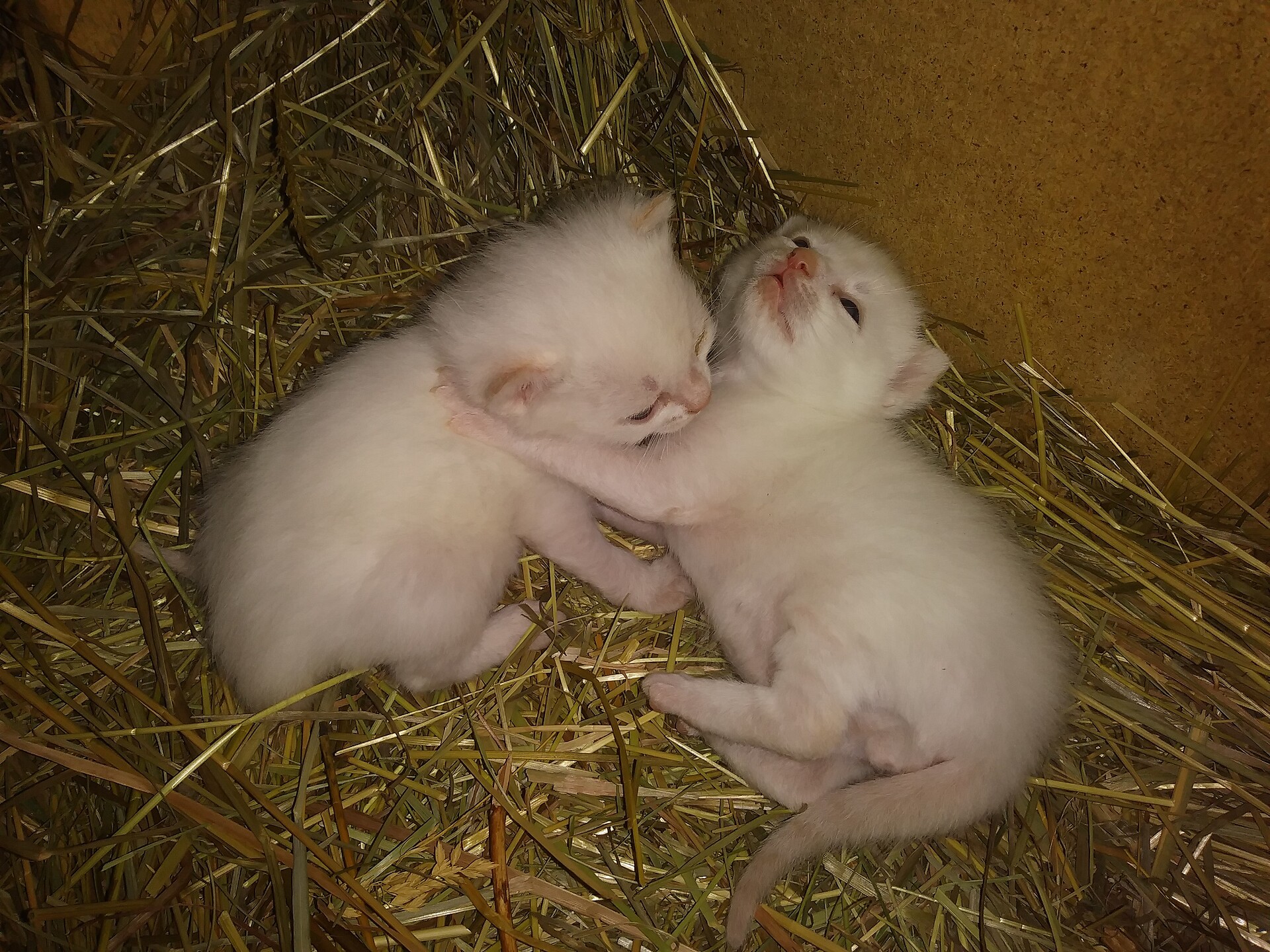 gatti