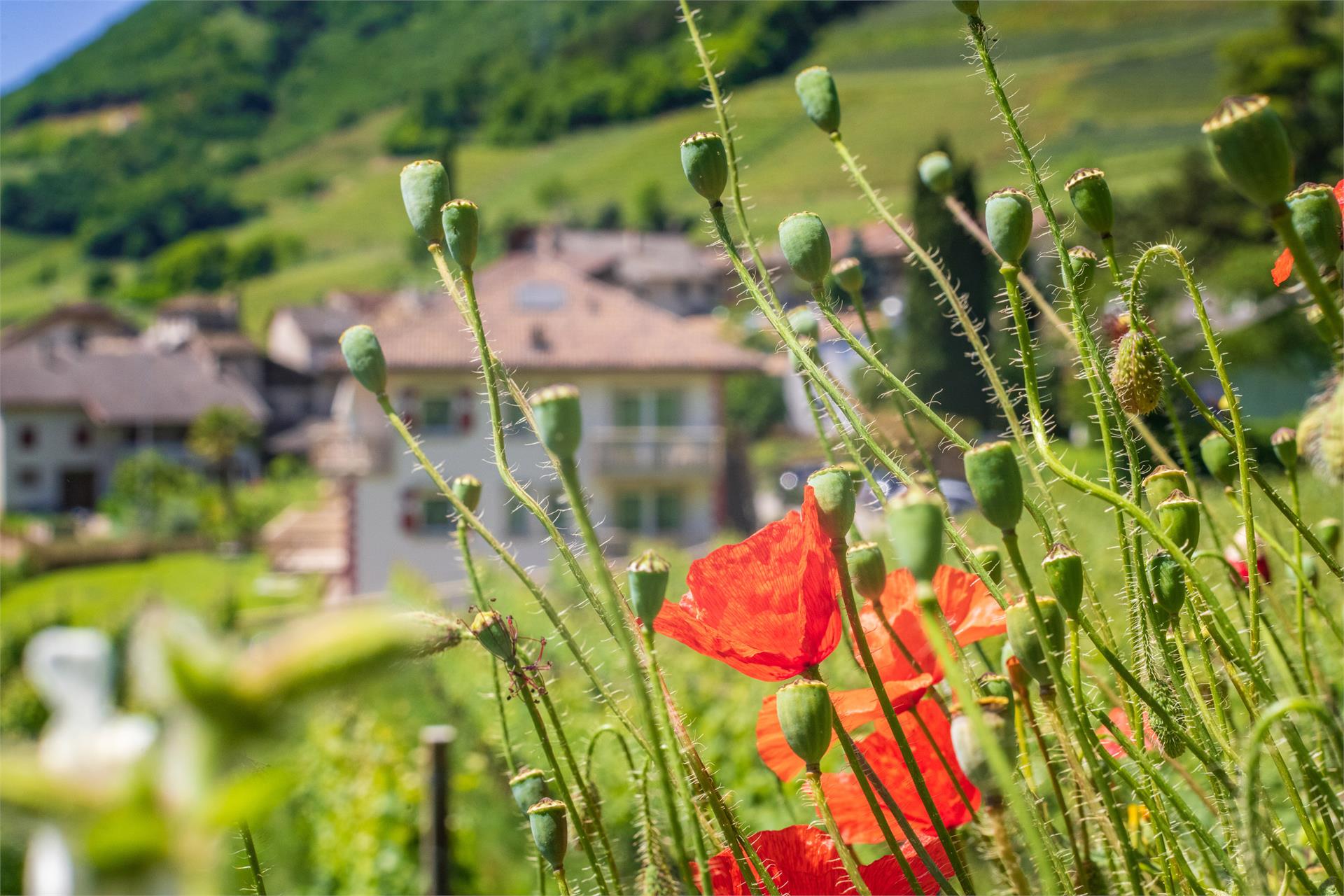 Ansitz Überbacherhof Tramin an der Weinstraße/Termeno sulla Strada del Vino 15 suedtirol.info