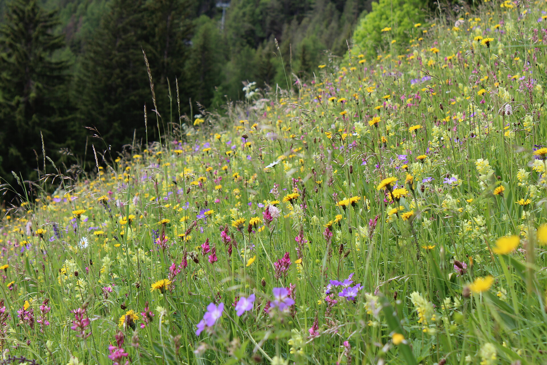 Sommer