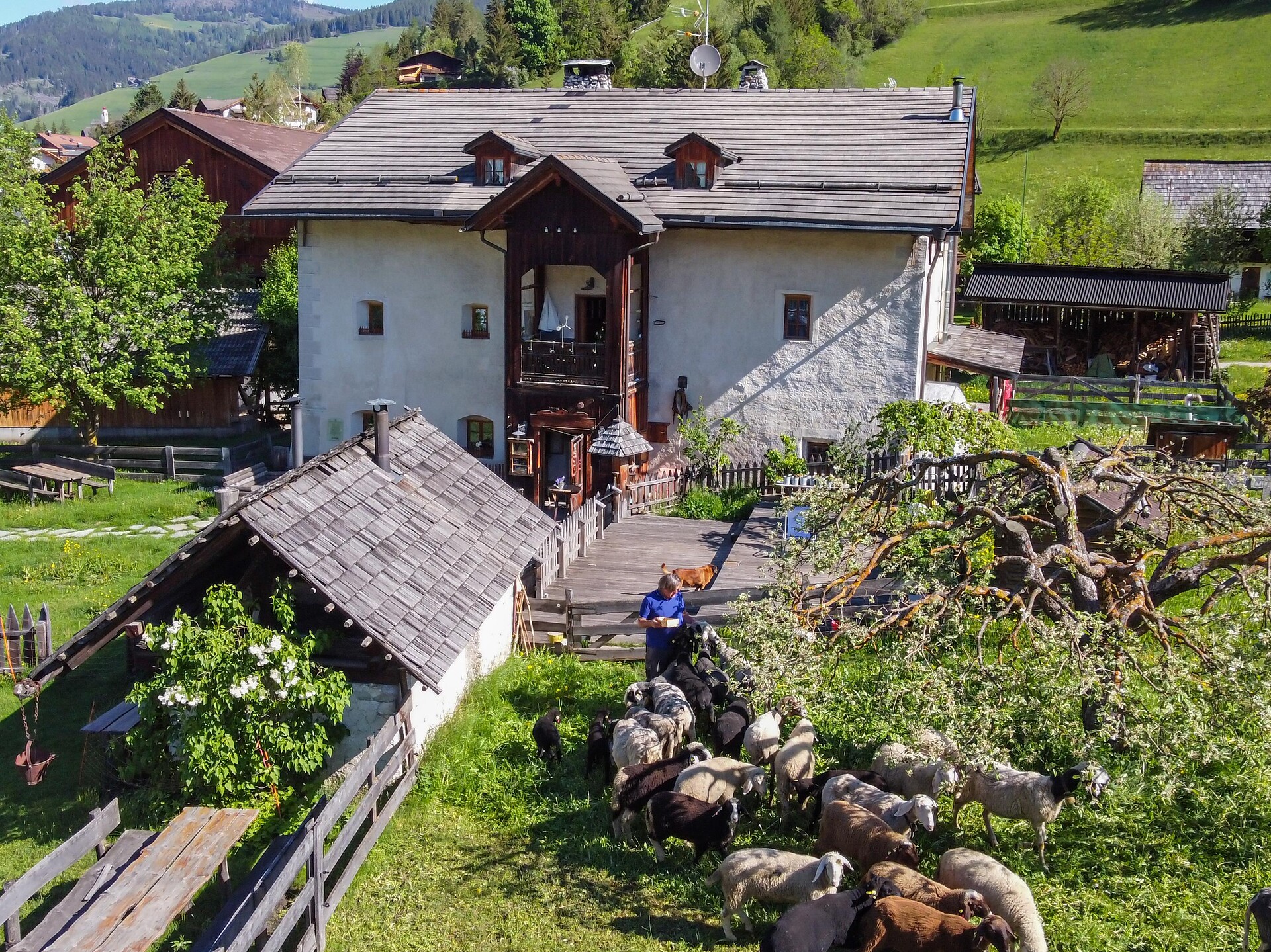 Apartments Osteria Plazores, Donkey's Farm San Vigilio 1 suedtirol.info