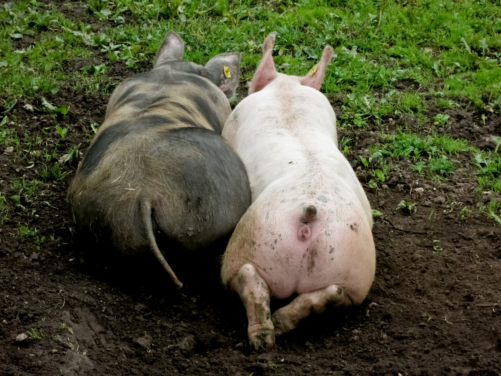 relax ... auch für schweinchen