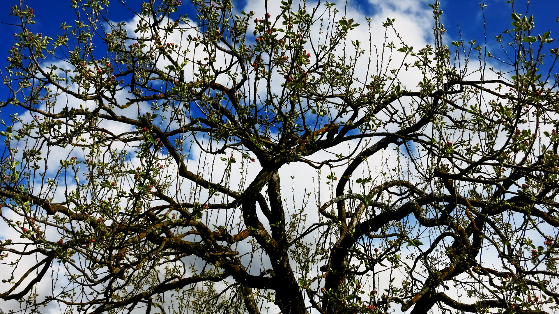 frühling: unser jahrzehnter allter apflebaum erwacht zu neuem leben