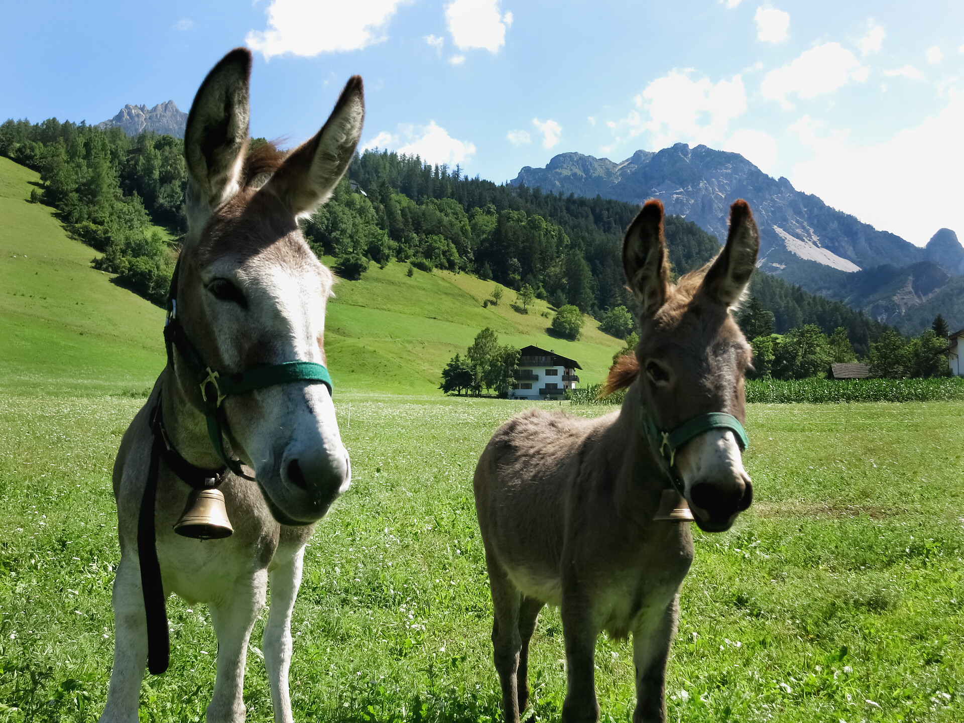 Apartments Osteria Plazores, Donkey's Farm San Vigilio 6 suedtirol.info