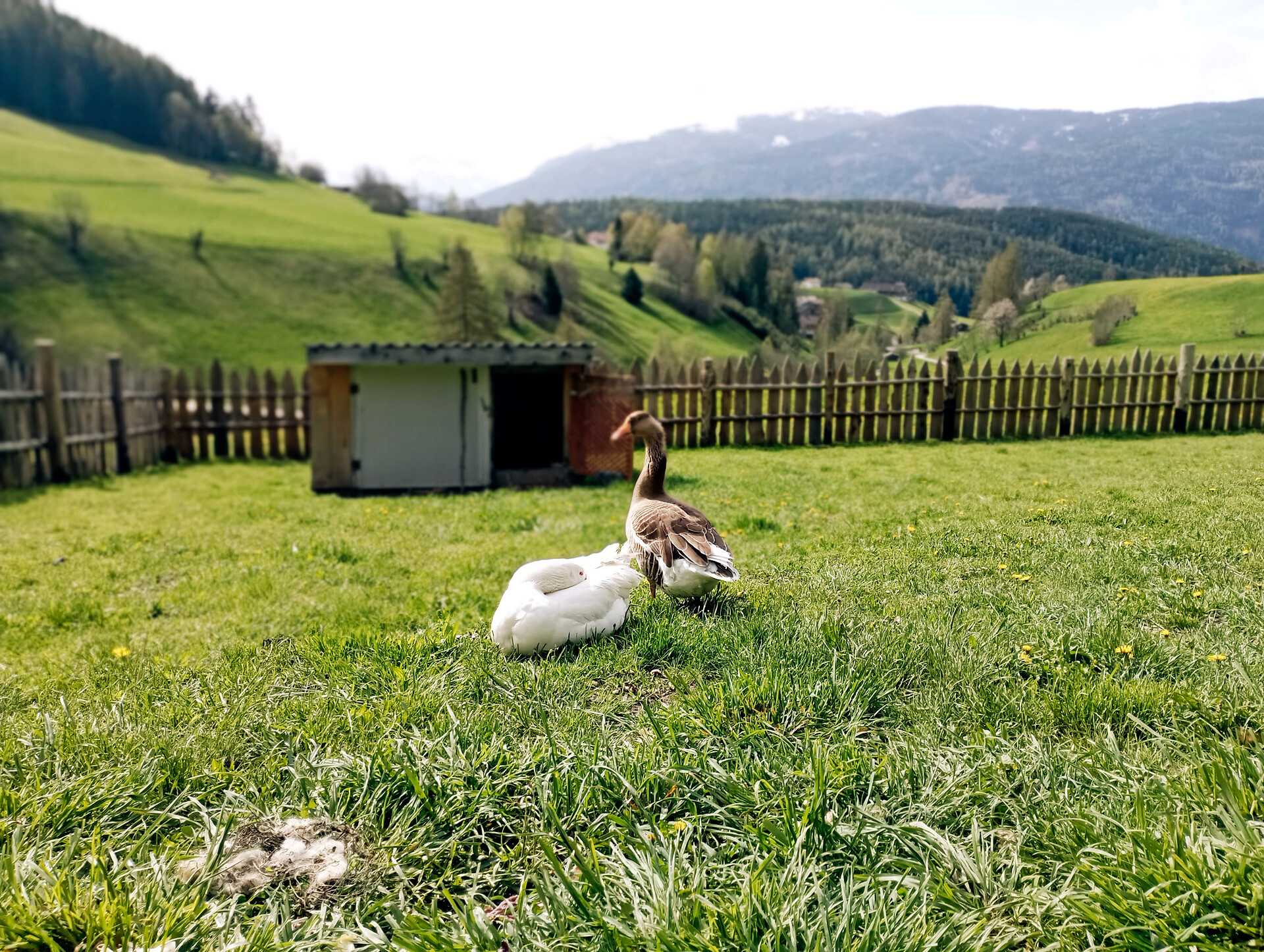 alpegger