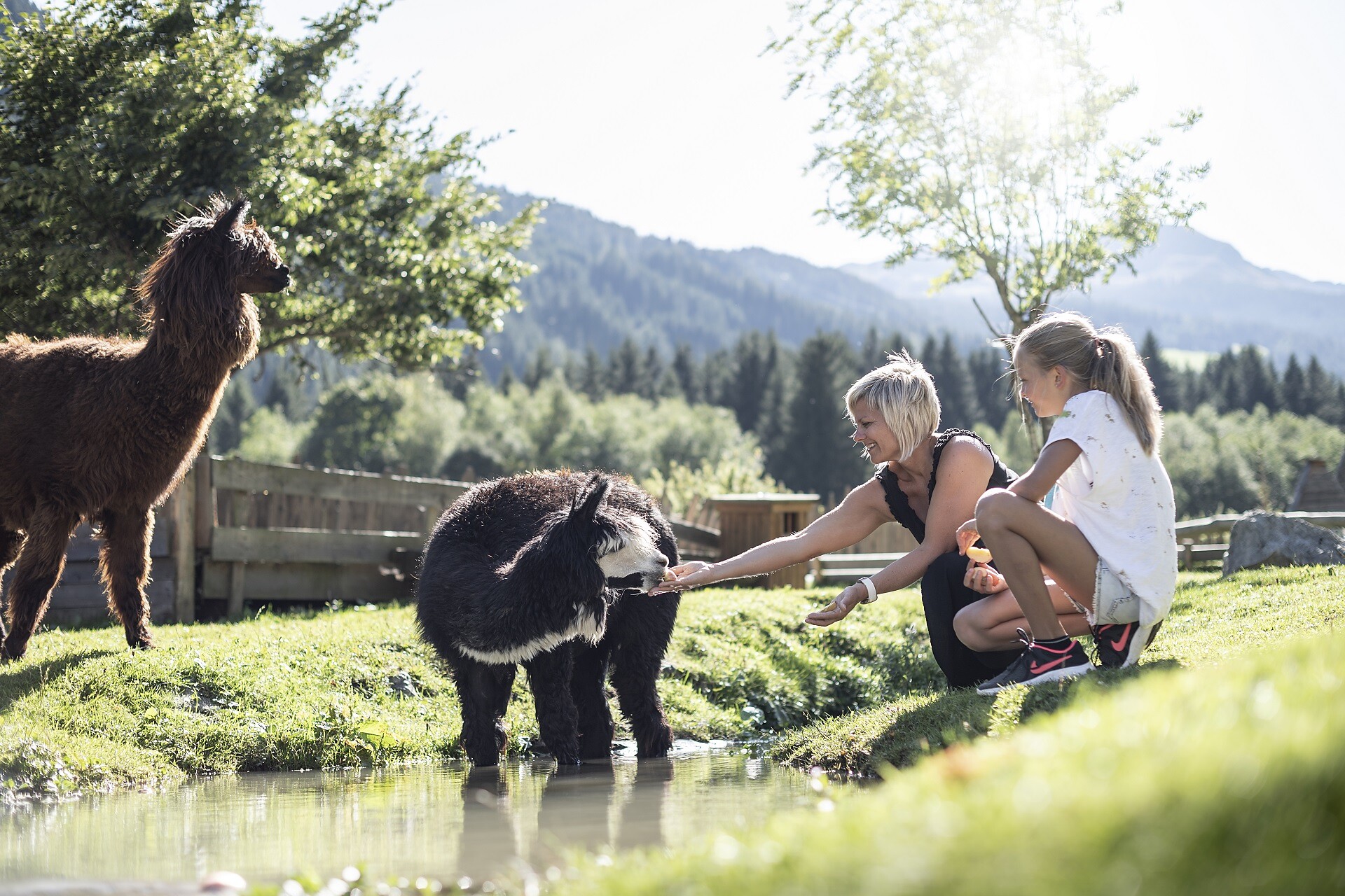 Alpakas Alphotel Tyrol Wellness, Chalets & Family Resort Ratschings