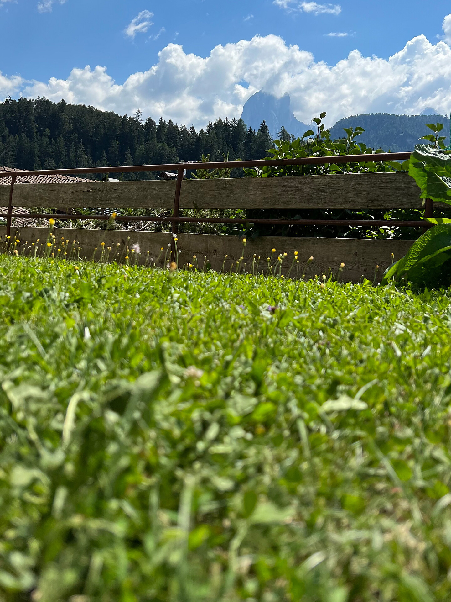 Giardino