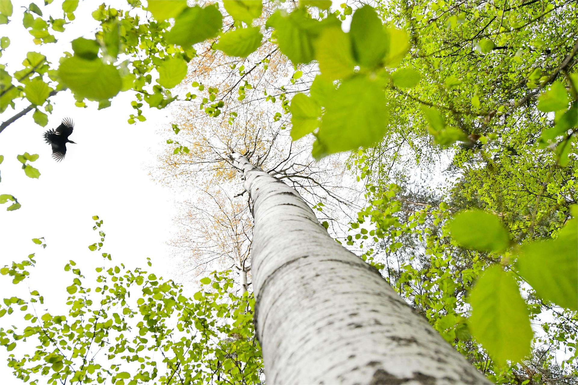Risveglio della natura