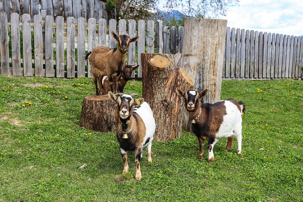 Hotel Chalet Pennhof - Brixen und Umgebung - #19 - suedtirol.info