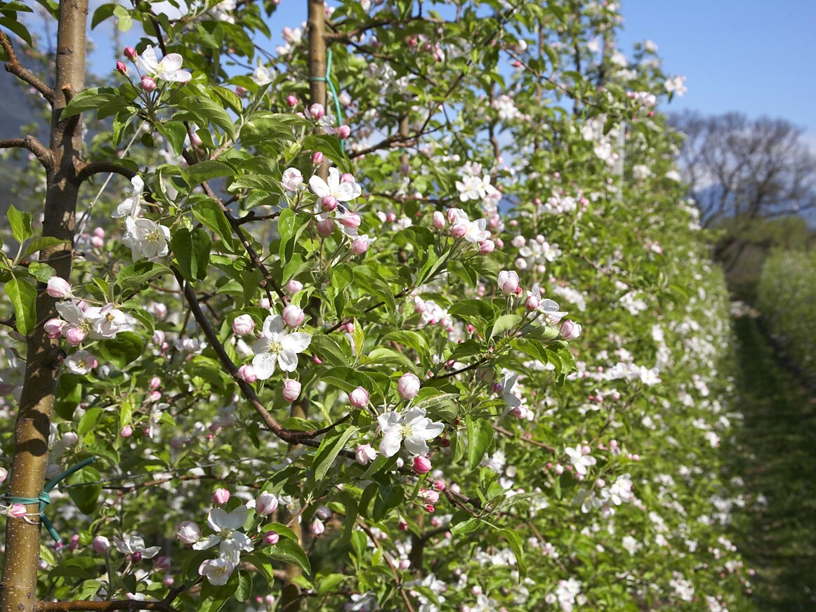 Orchard