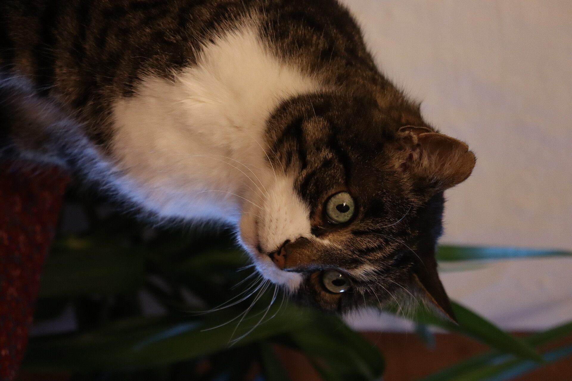 Kater Kralli