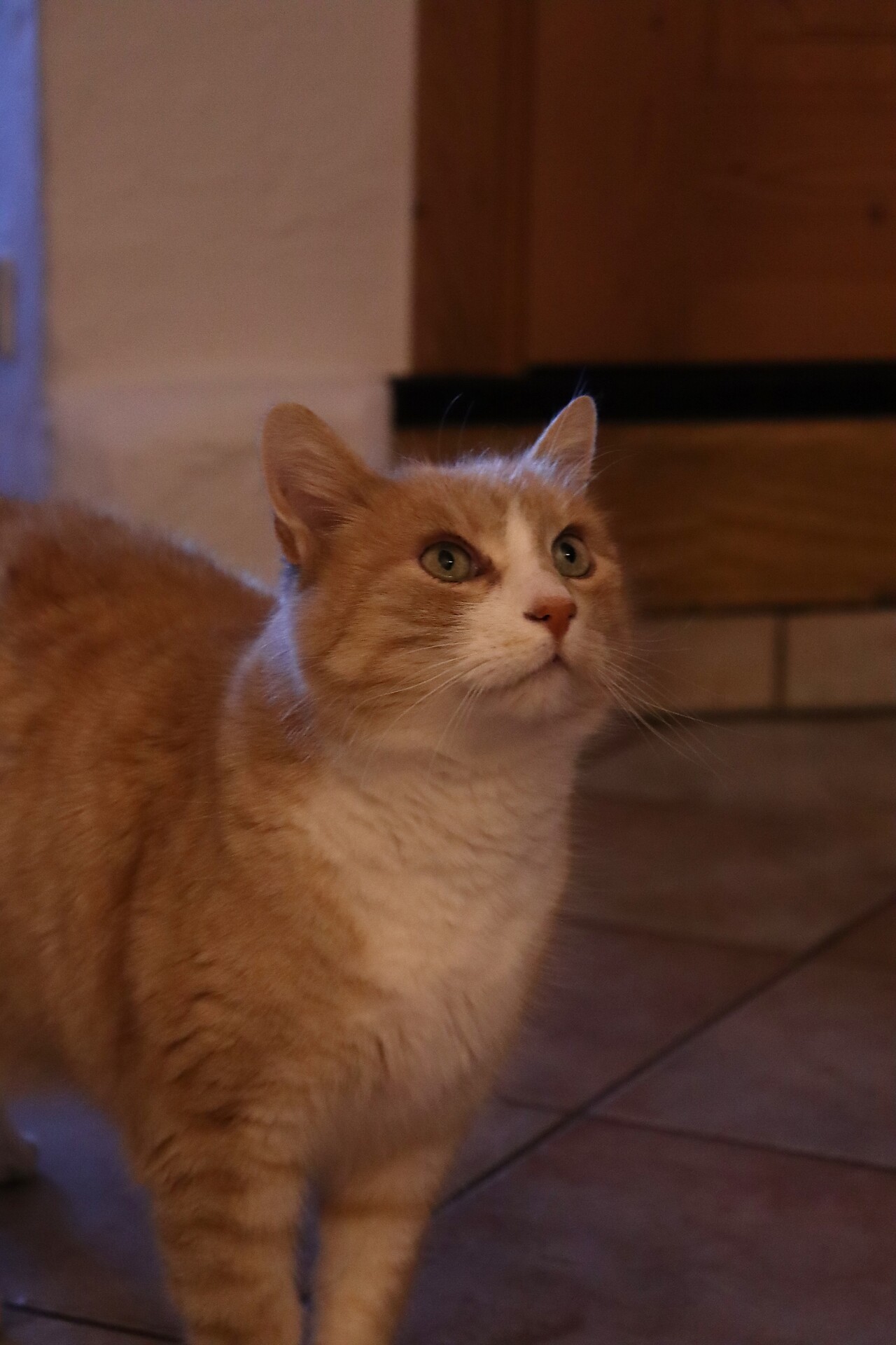 Katze Kitty