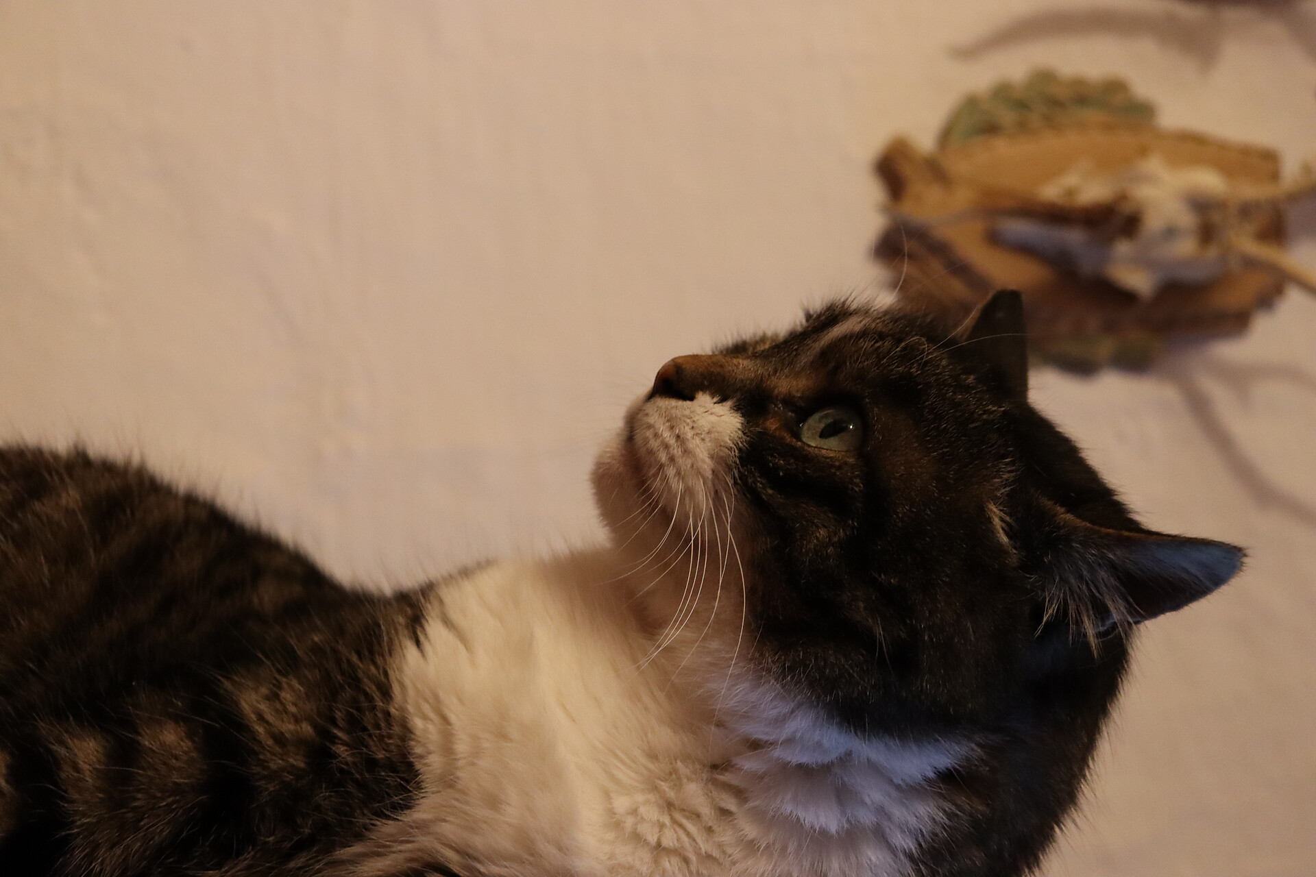 Kater Kralli