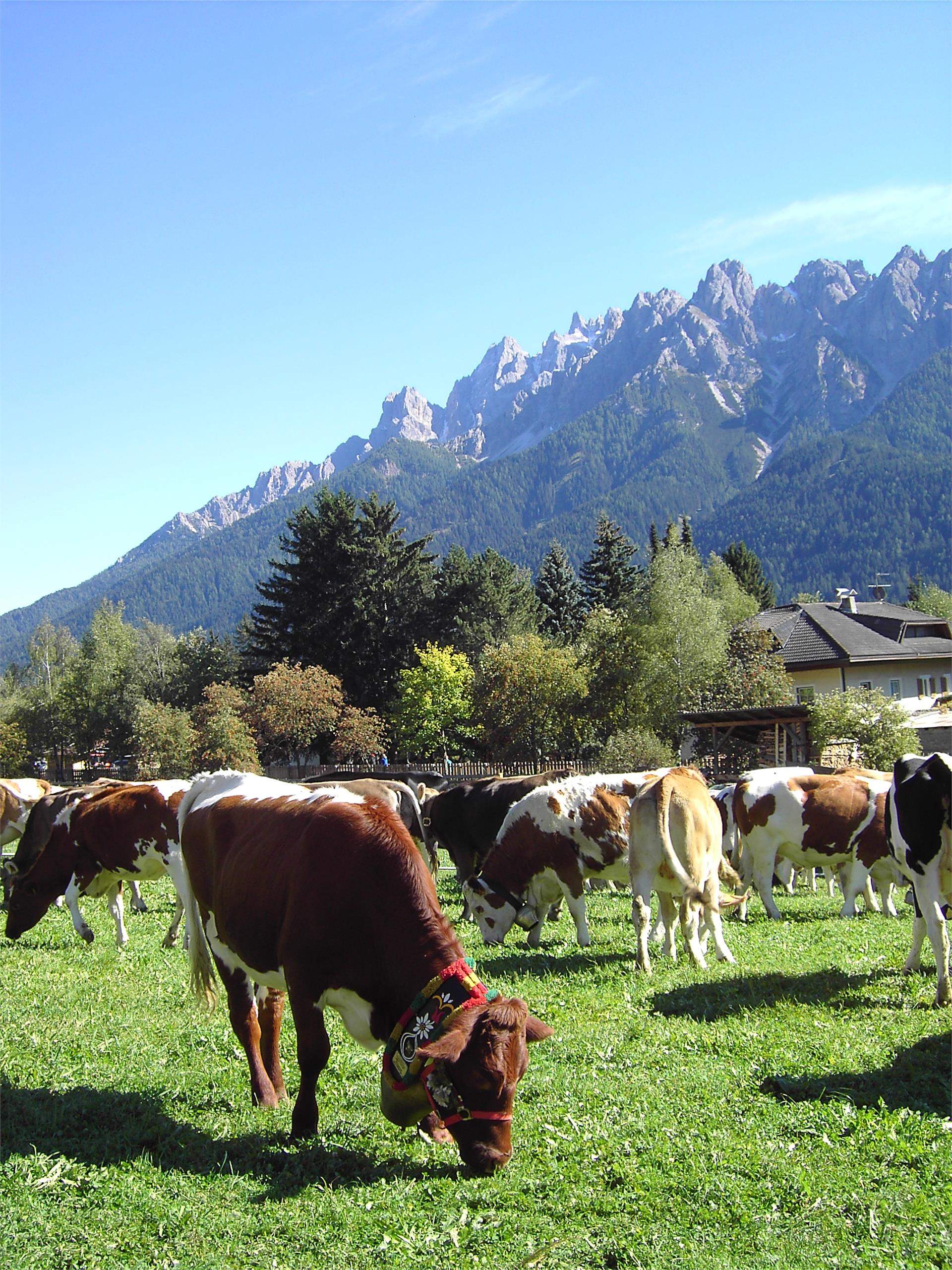 Bergerhof Dobbiaco 9 suedtirol.info