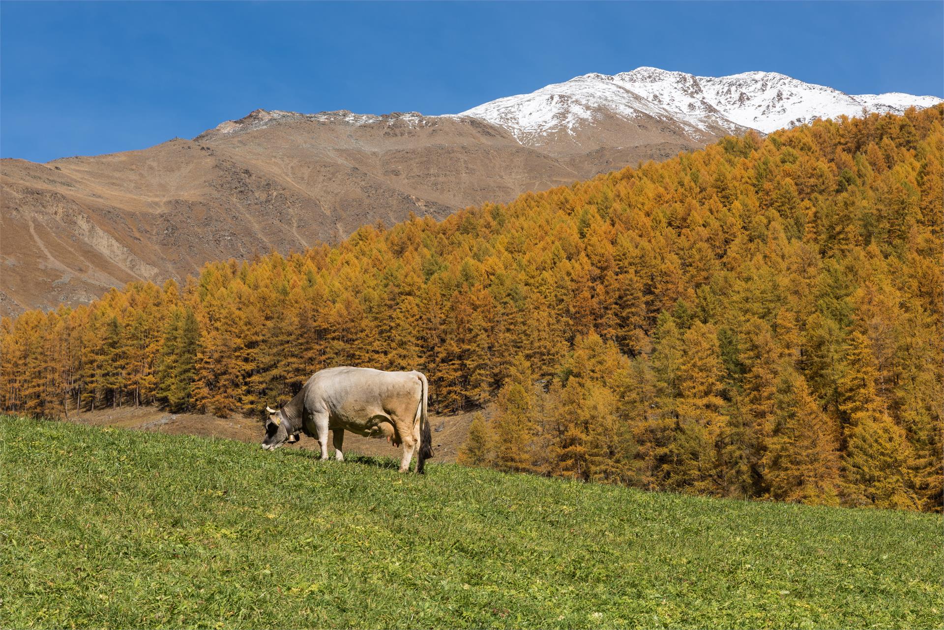 Berghotel Tyrol Senales 23 suedtirol.info