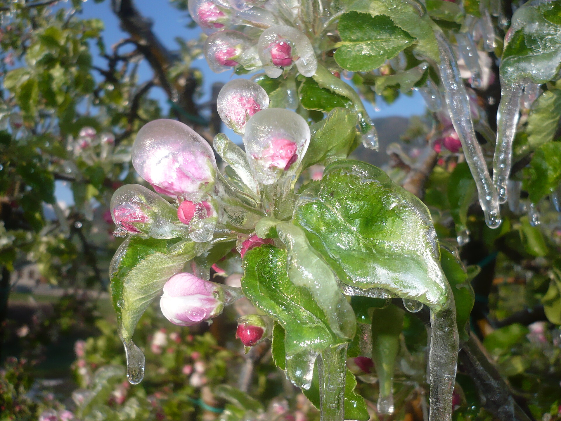 primavera