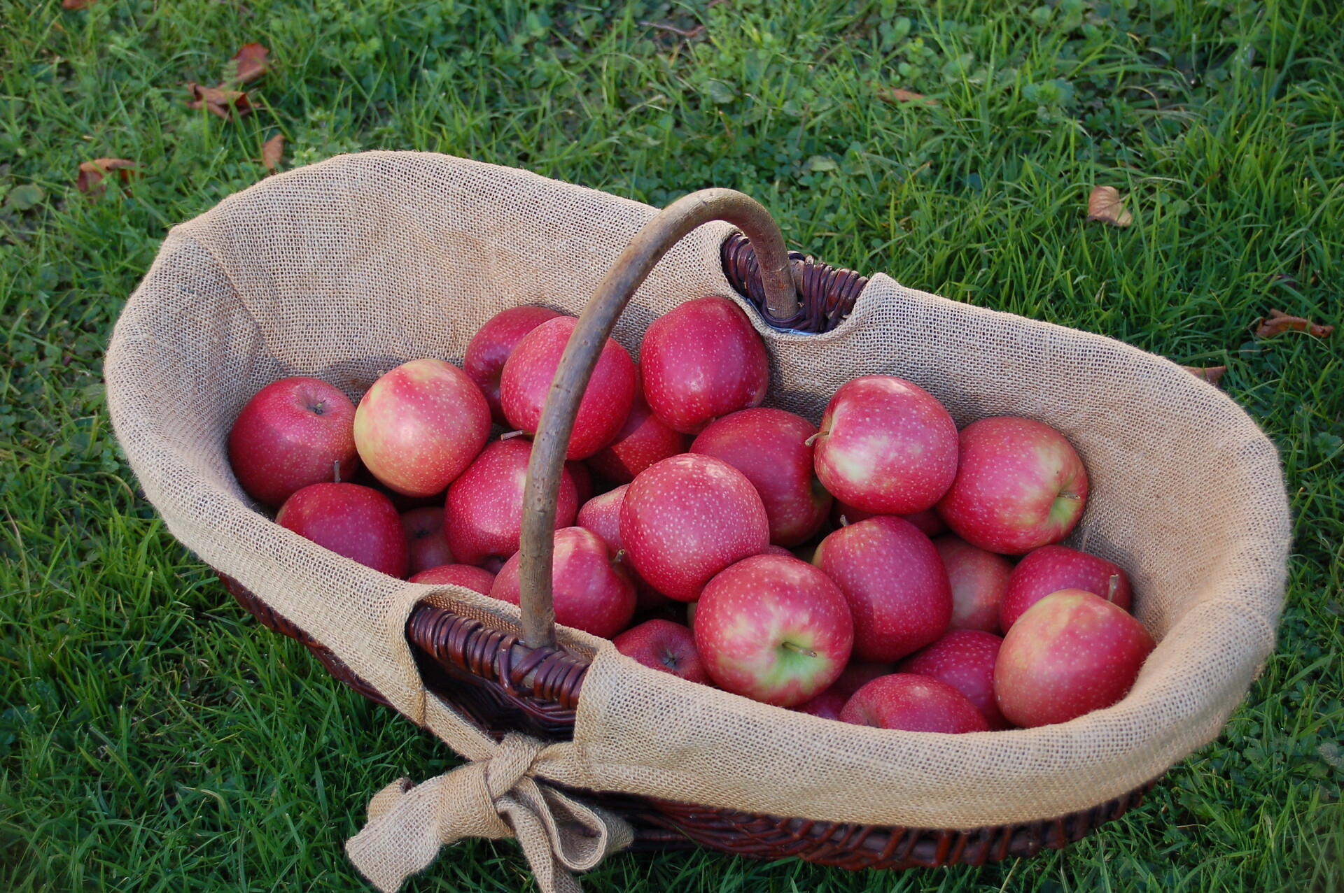 mele fresche