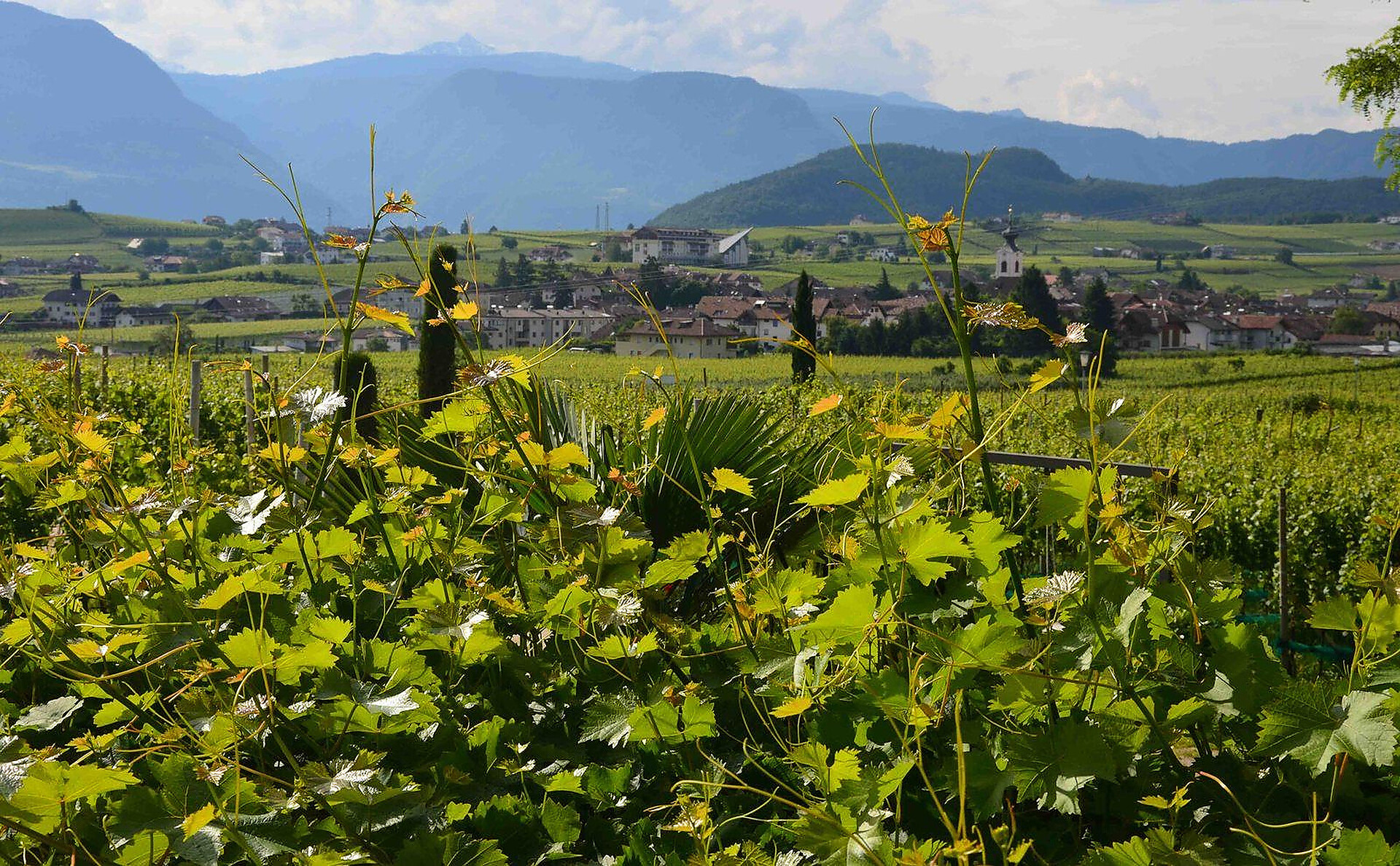 Bühel im Gschleier