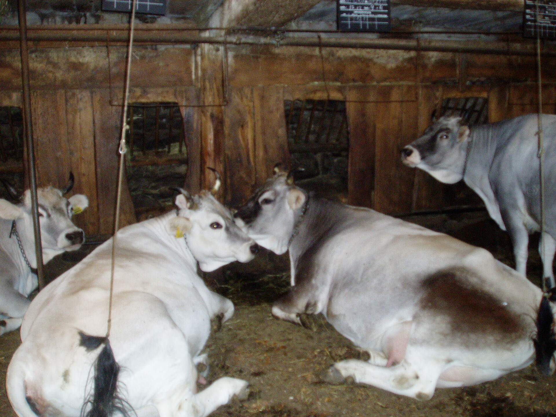 The stall