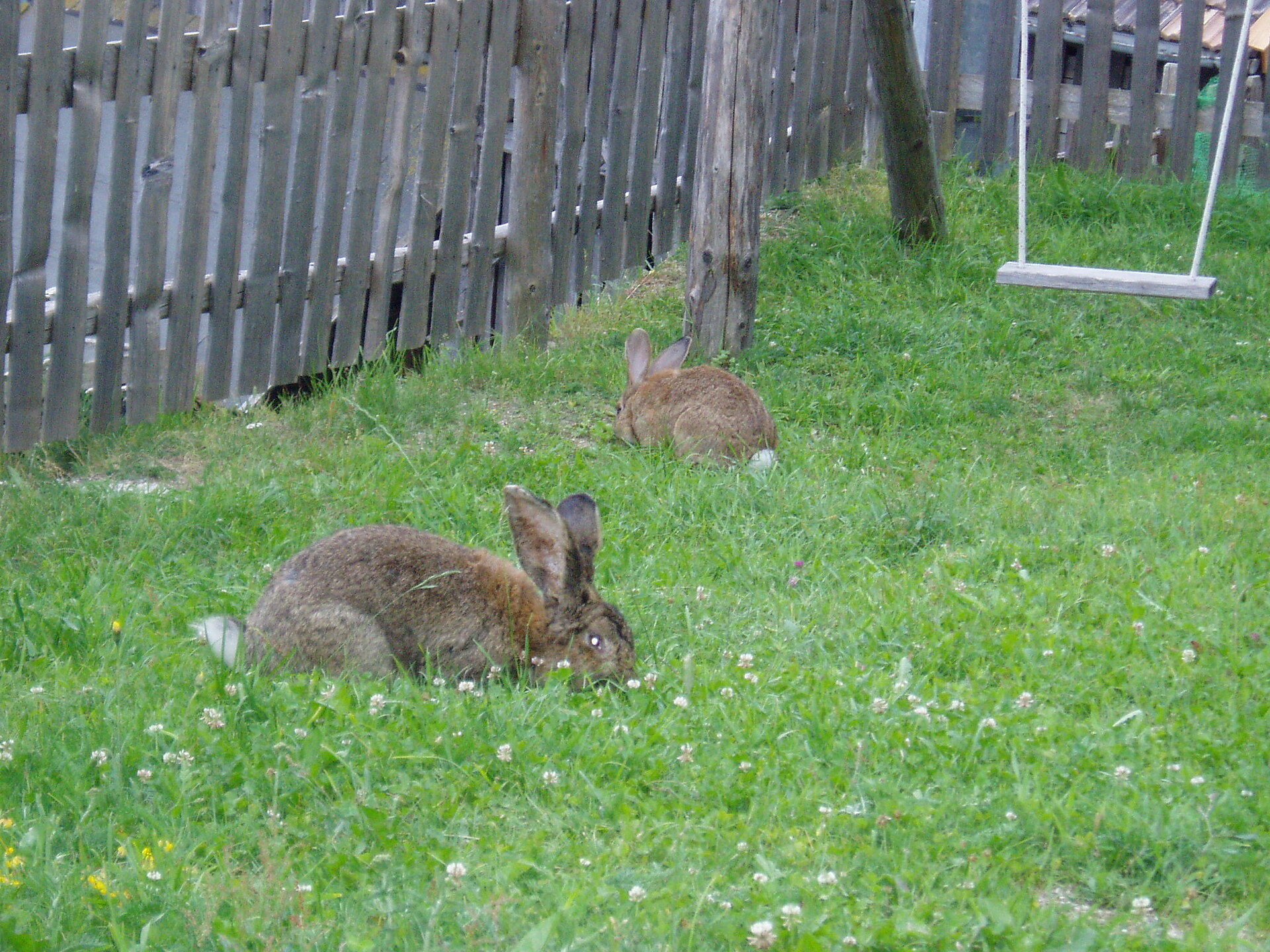 Rabbits