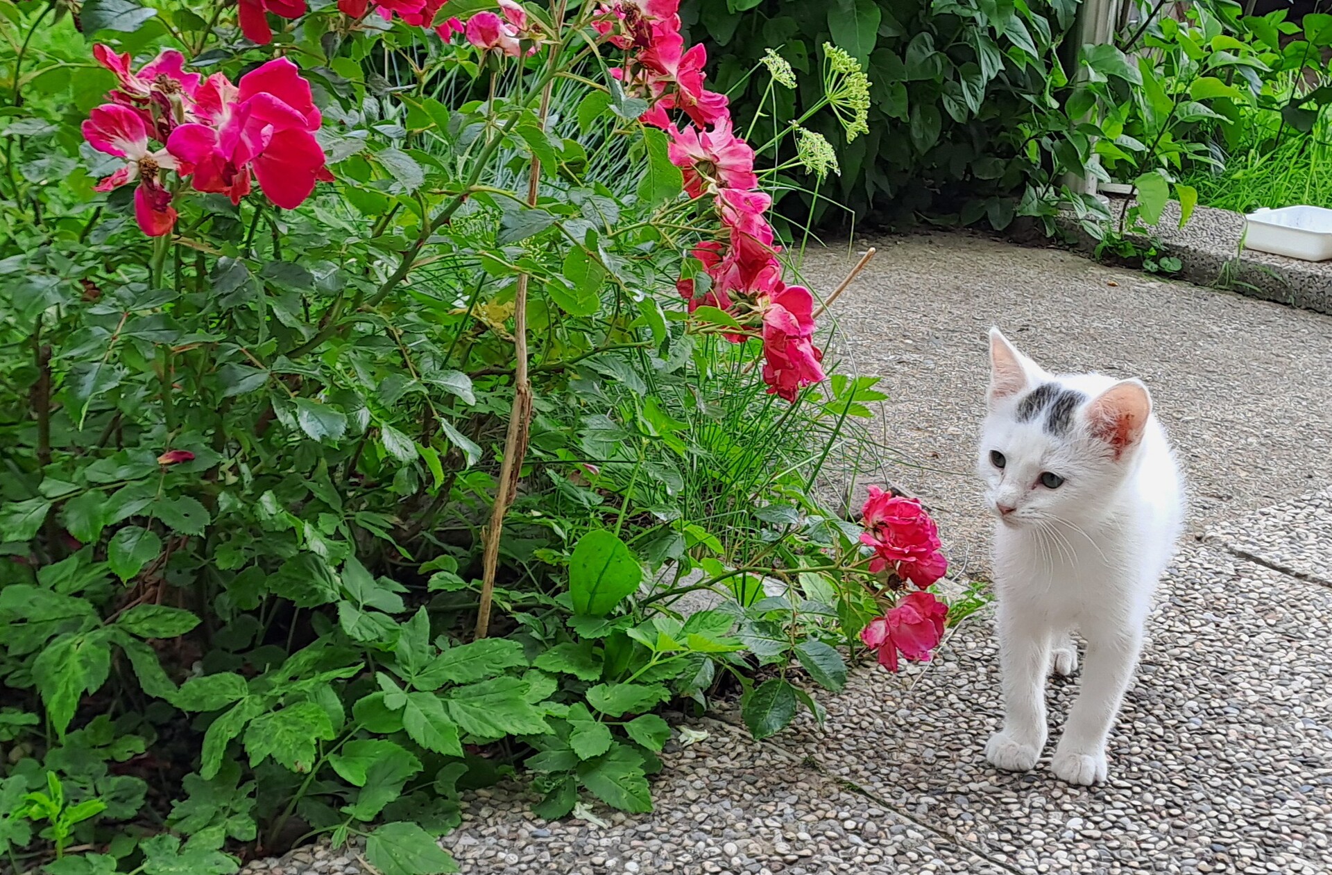 Our cat