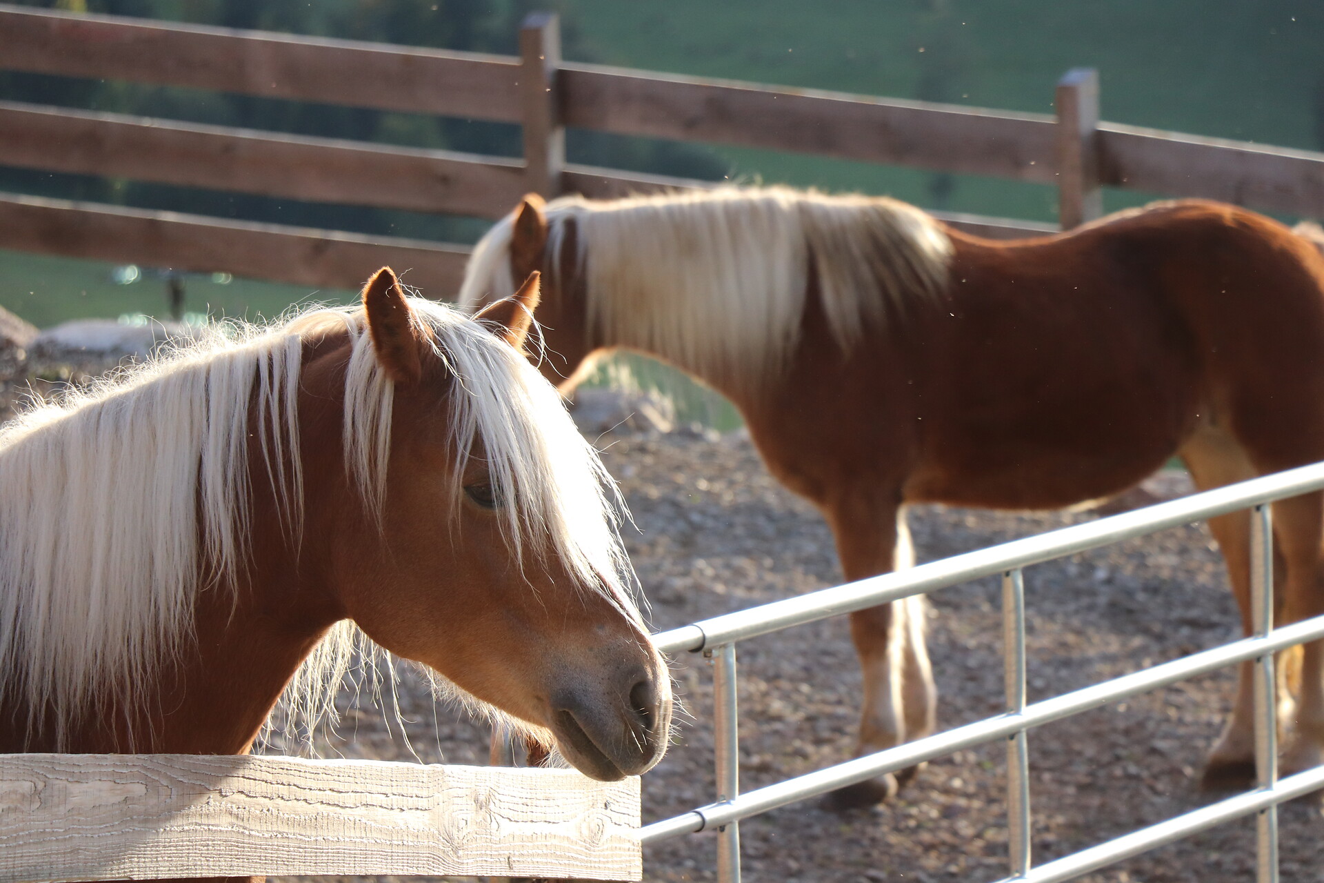 horses