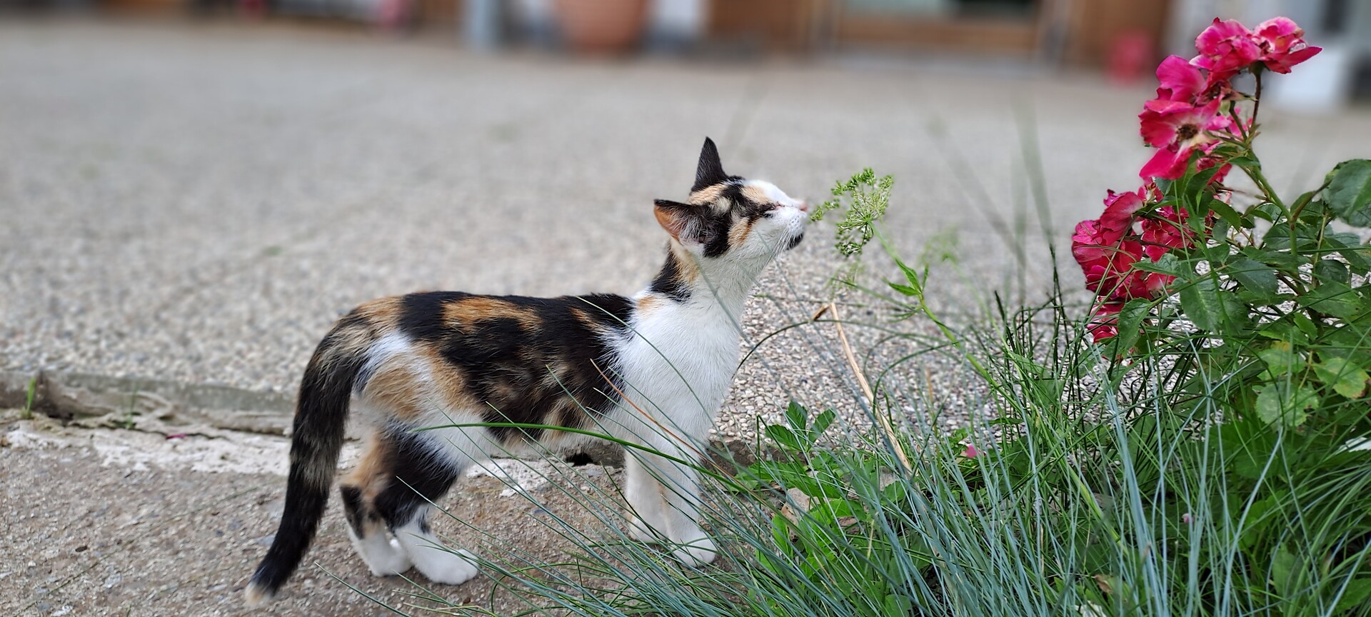 Our cat