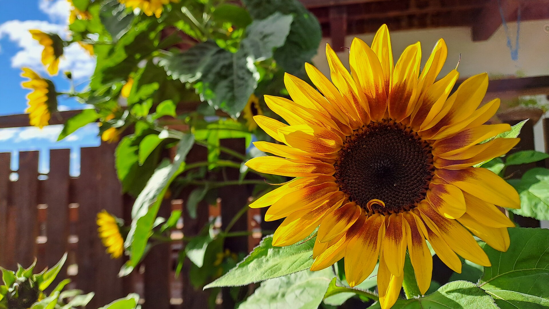 Our garden