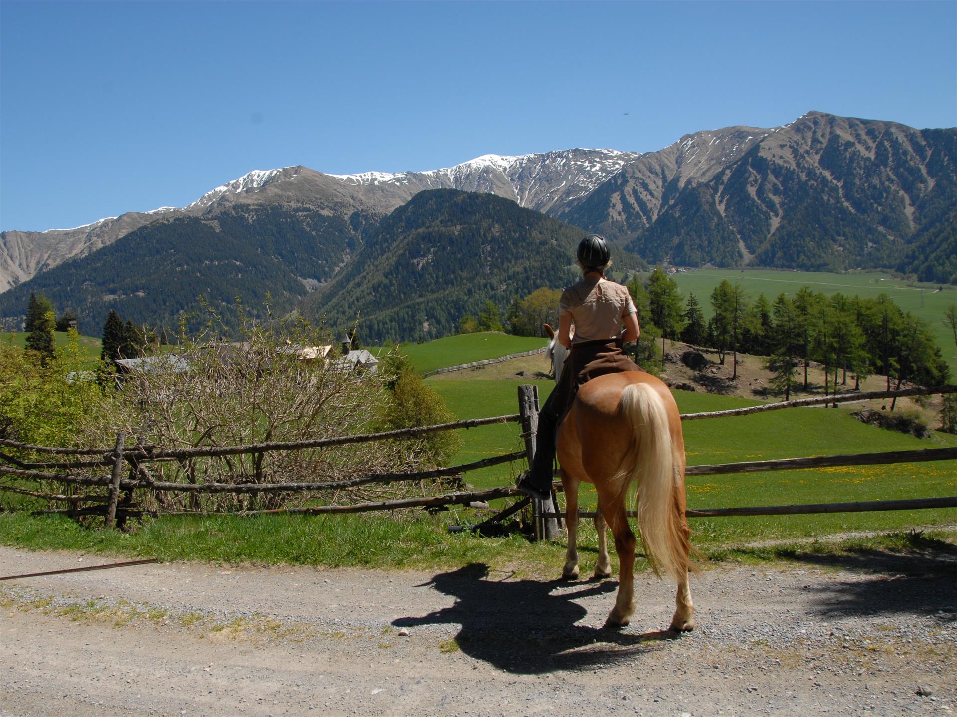 Biohof Vill Schlanders 3 suedtirol.info