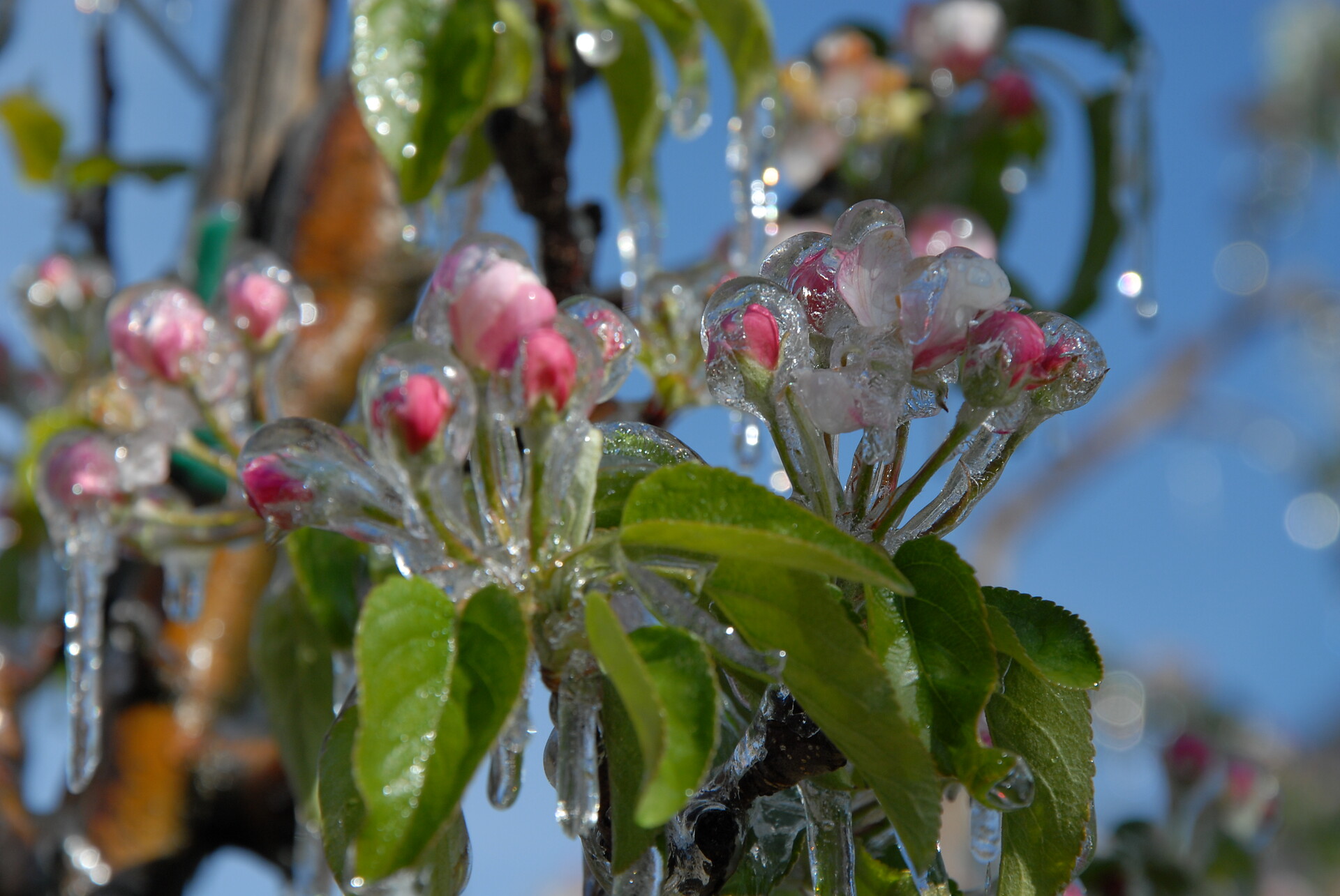 Apfelblüte