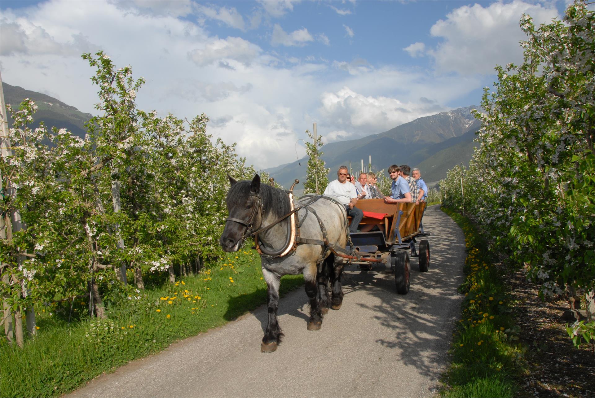 Biohof Vill Schlanders 20 suedtirol.info