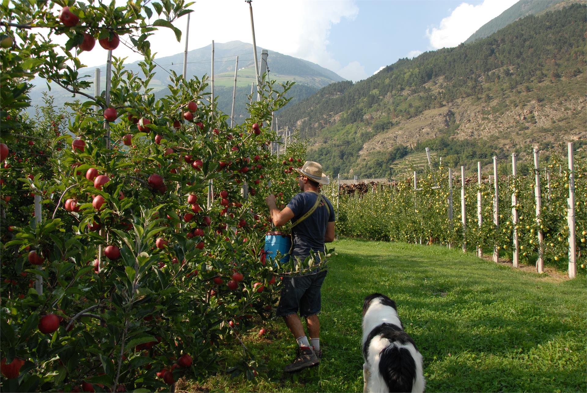 Biohof Vill Schlanders 22 suedtirol.info