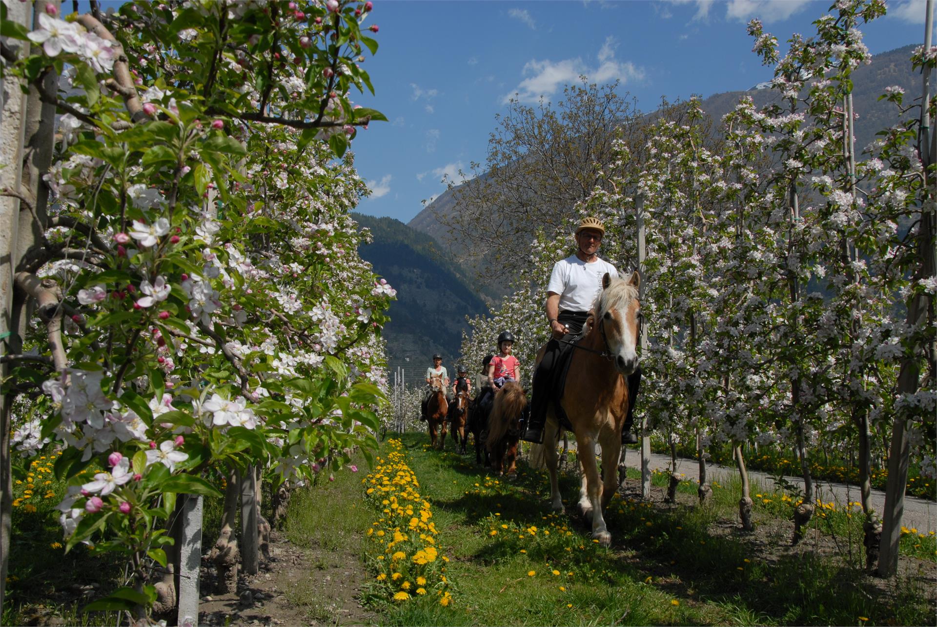 Biohof Vill Schlanders 23 suedtirol.info