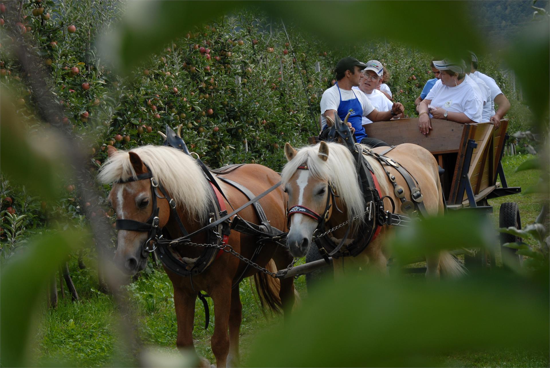 Biohof Vill Schlanders 16 suedtirol.info