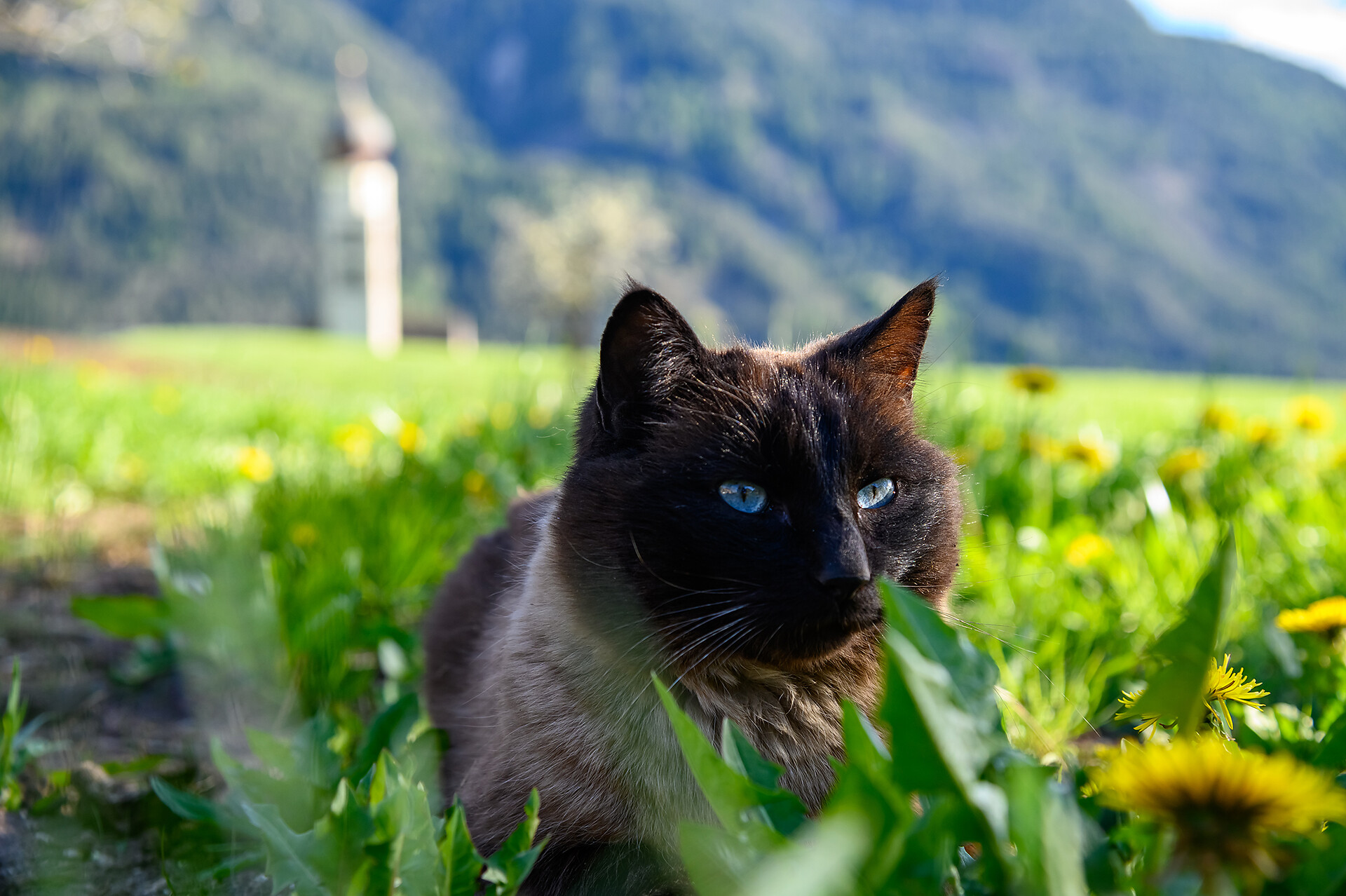 The Cat