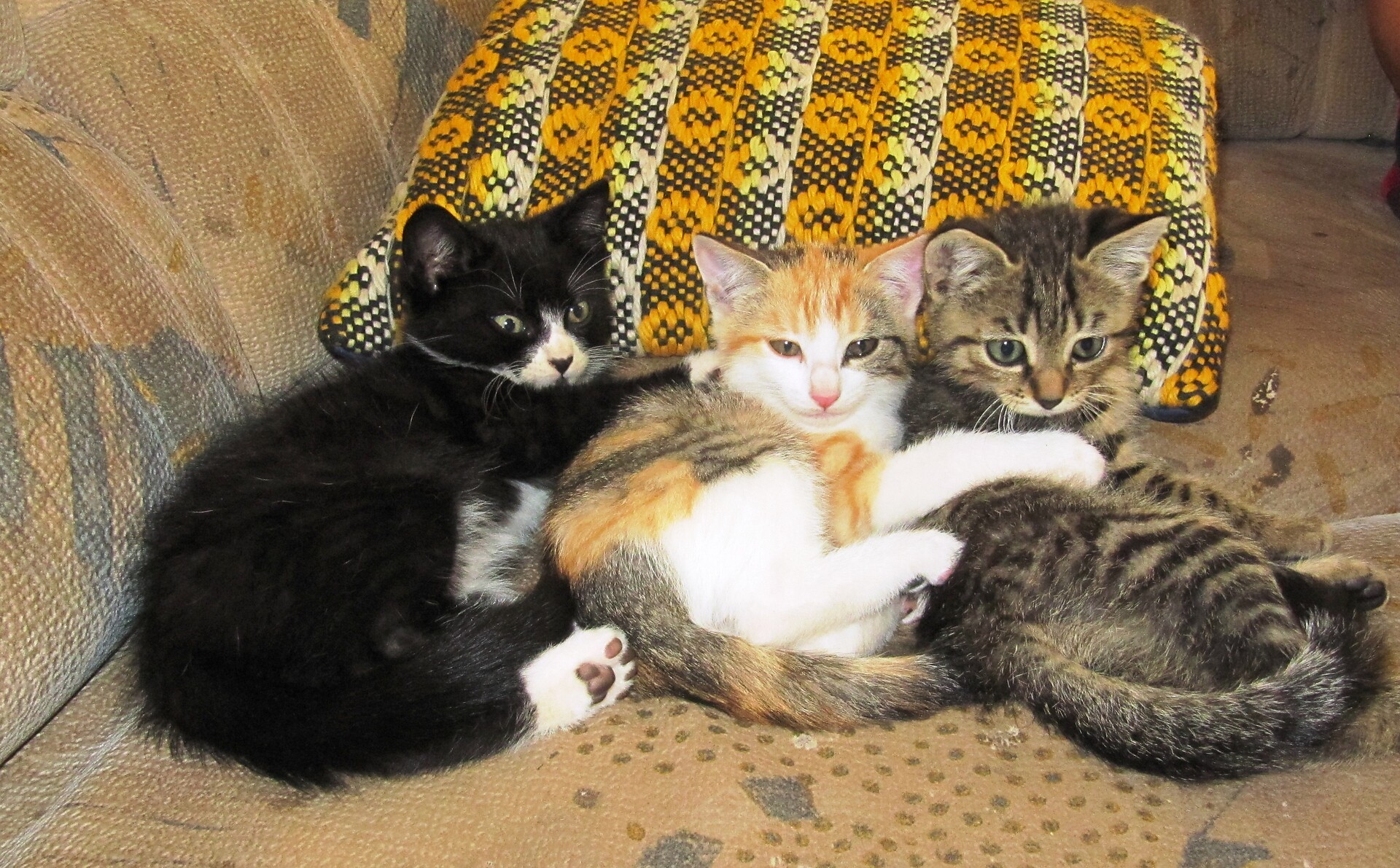 Our cats