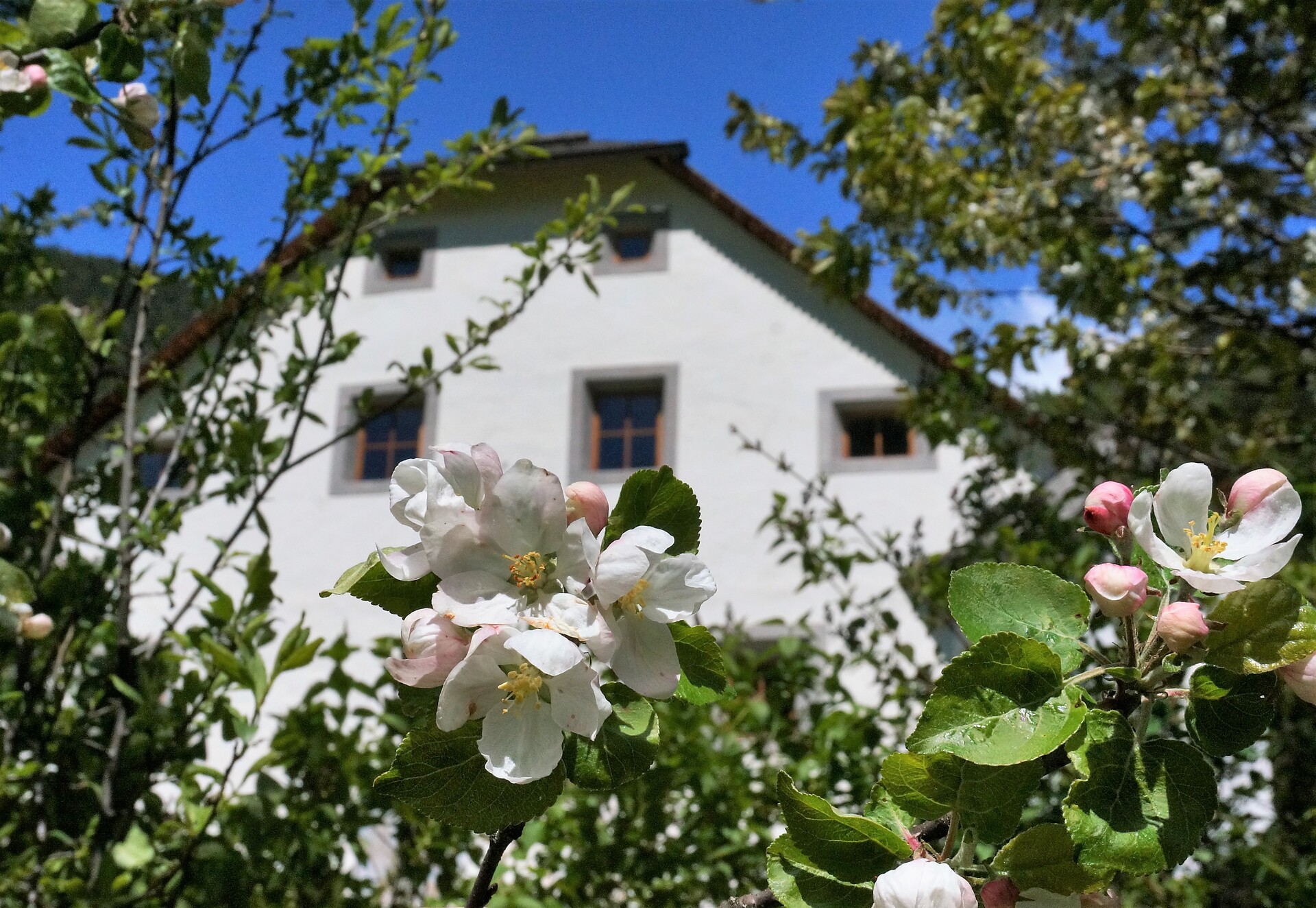 Fiore di mela