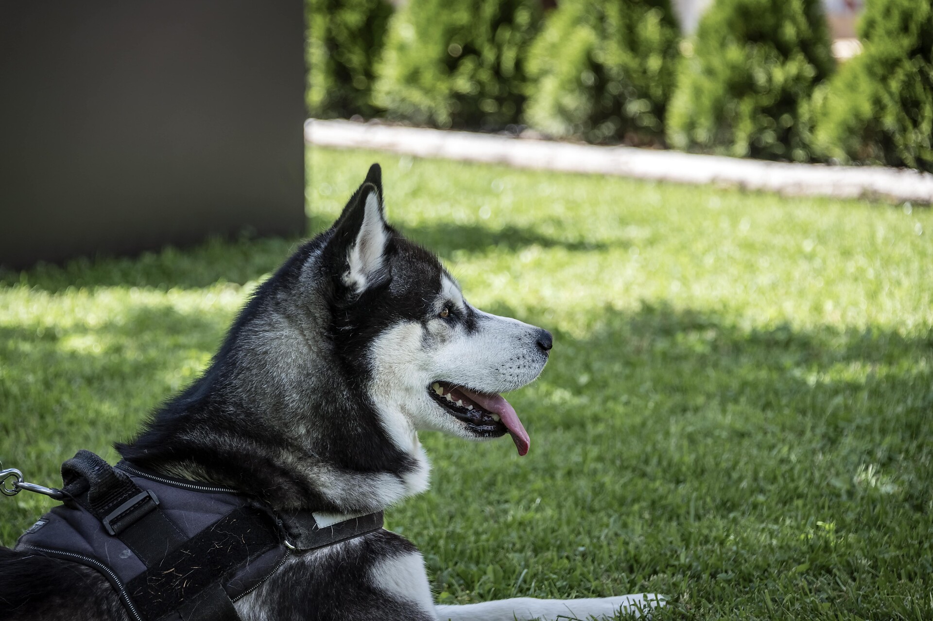 Tiere
