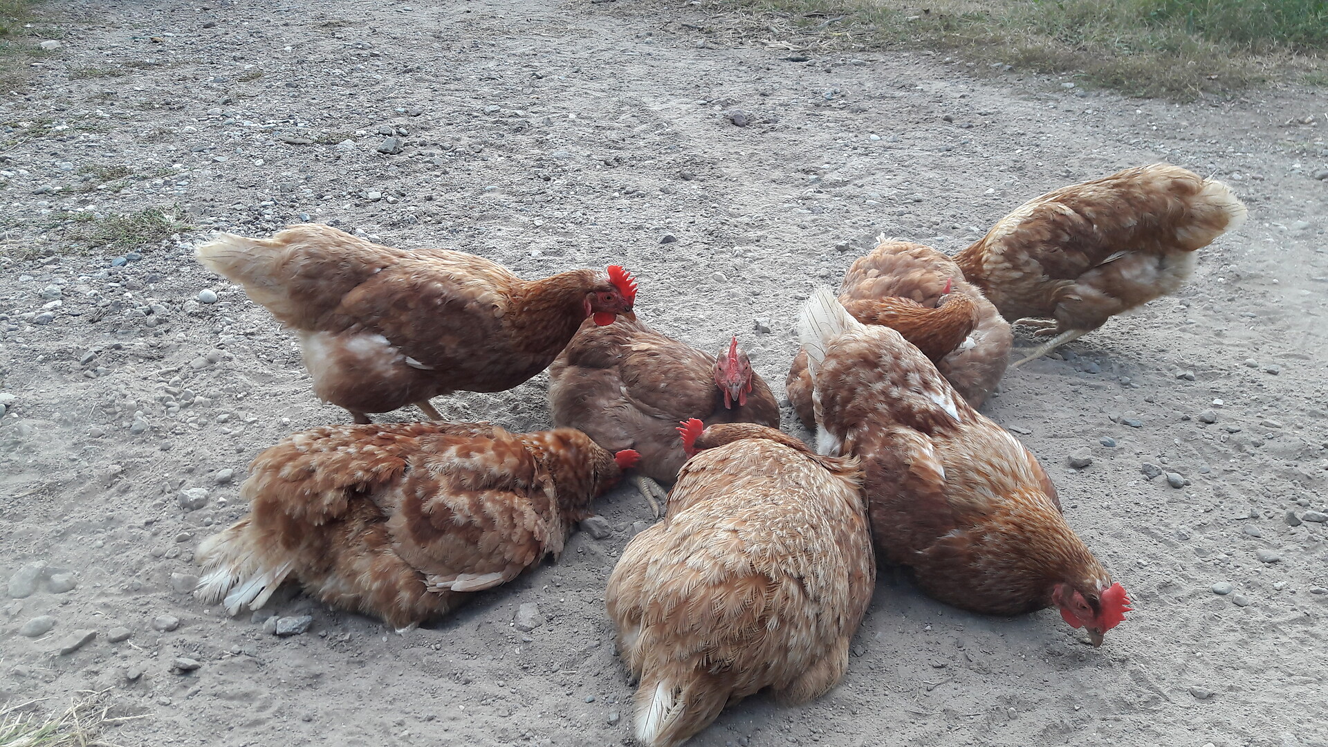 le ns. galline