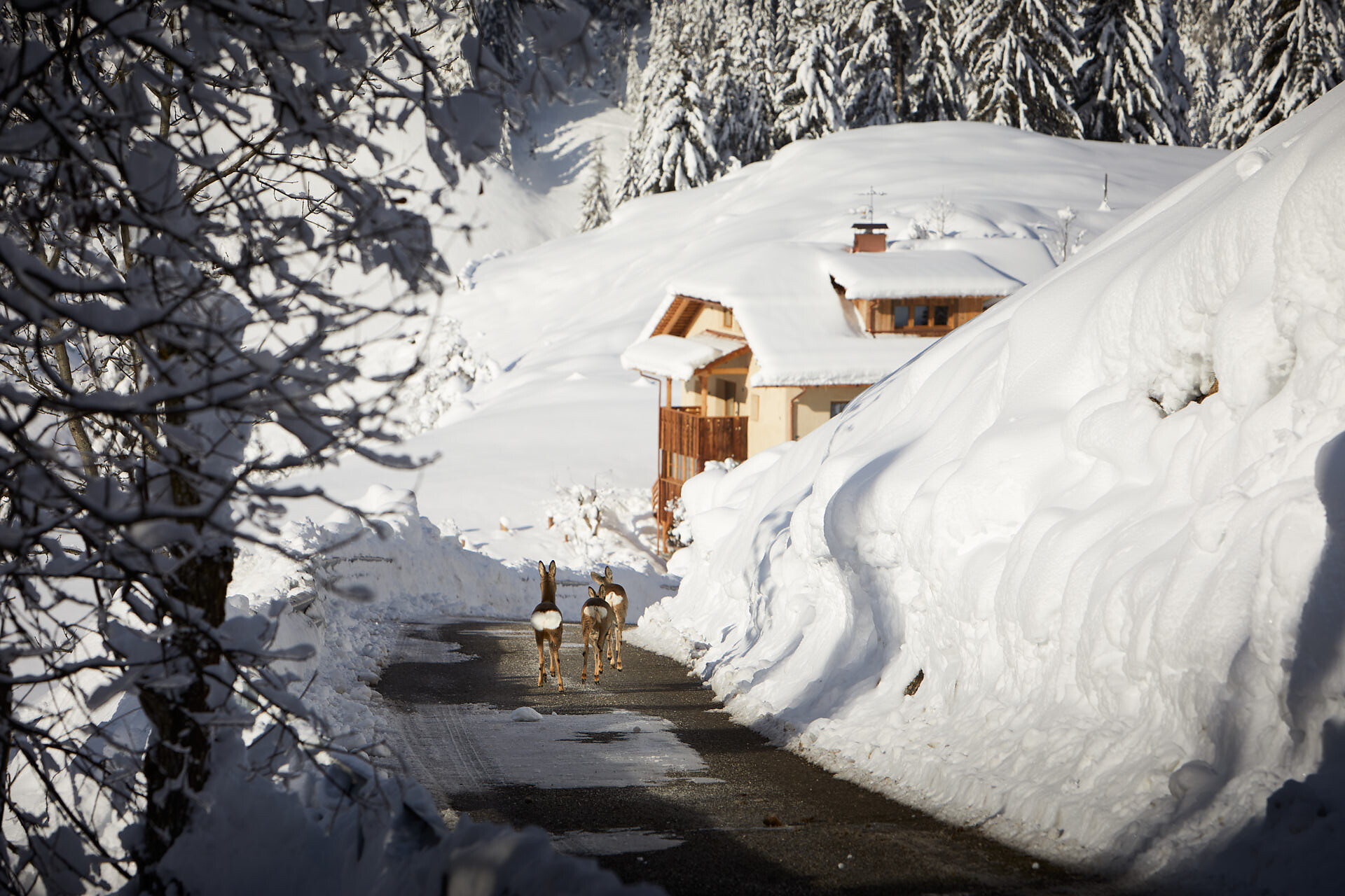 Chalet Sotciastel