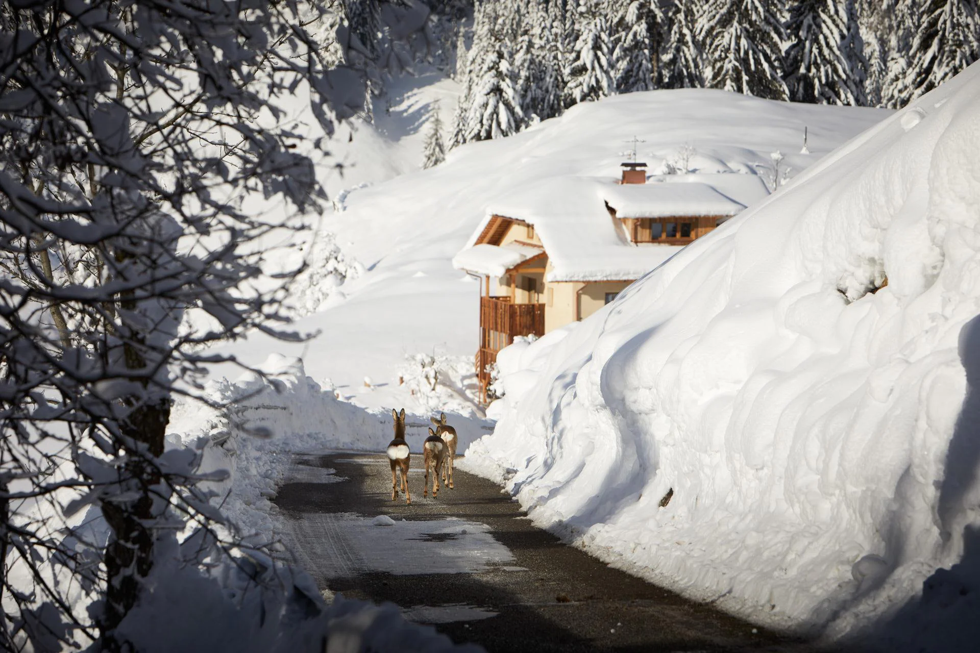 b&b Chalet Sotciastel Badia 31 suedtirol.info