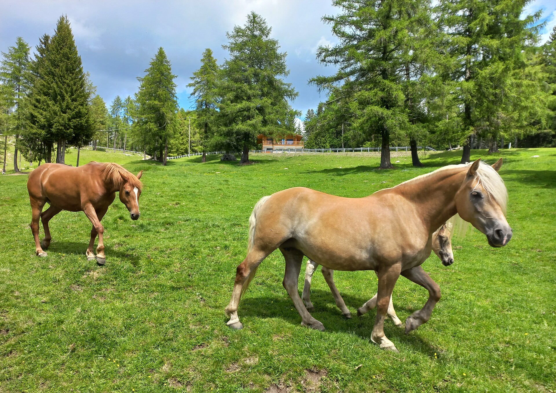 i nostri cavalli