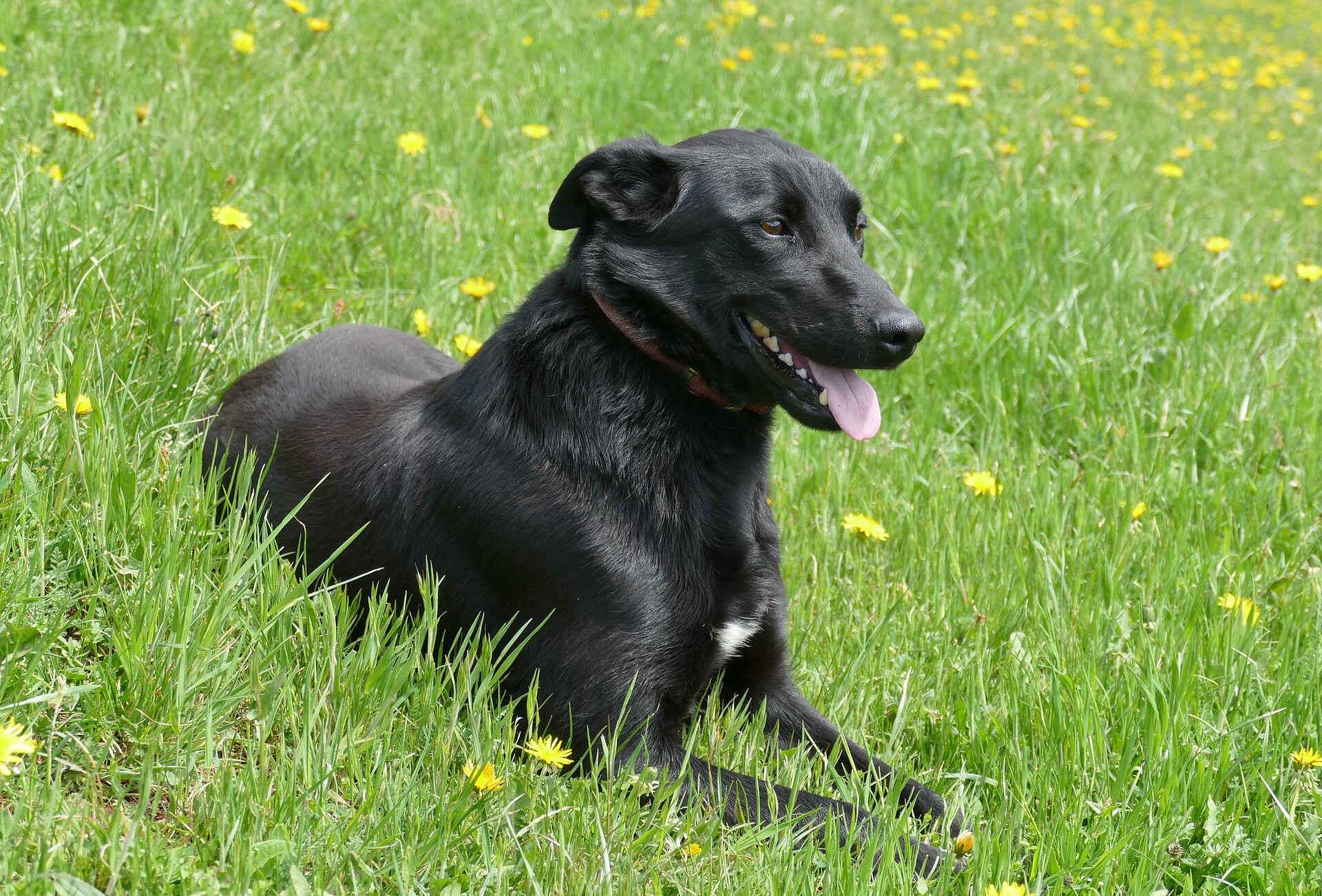 il nostro cane "Arco"