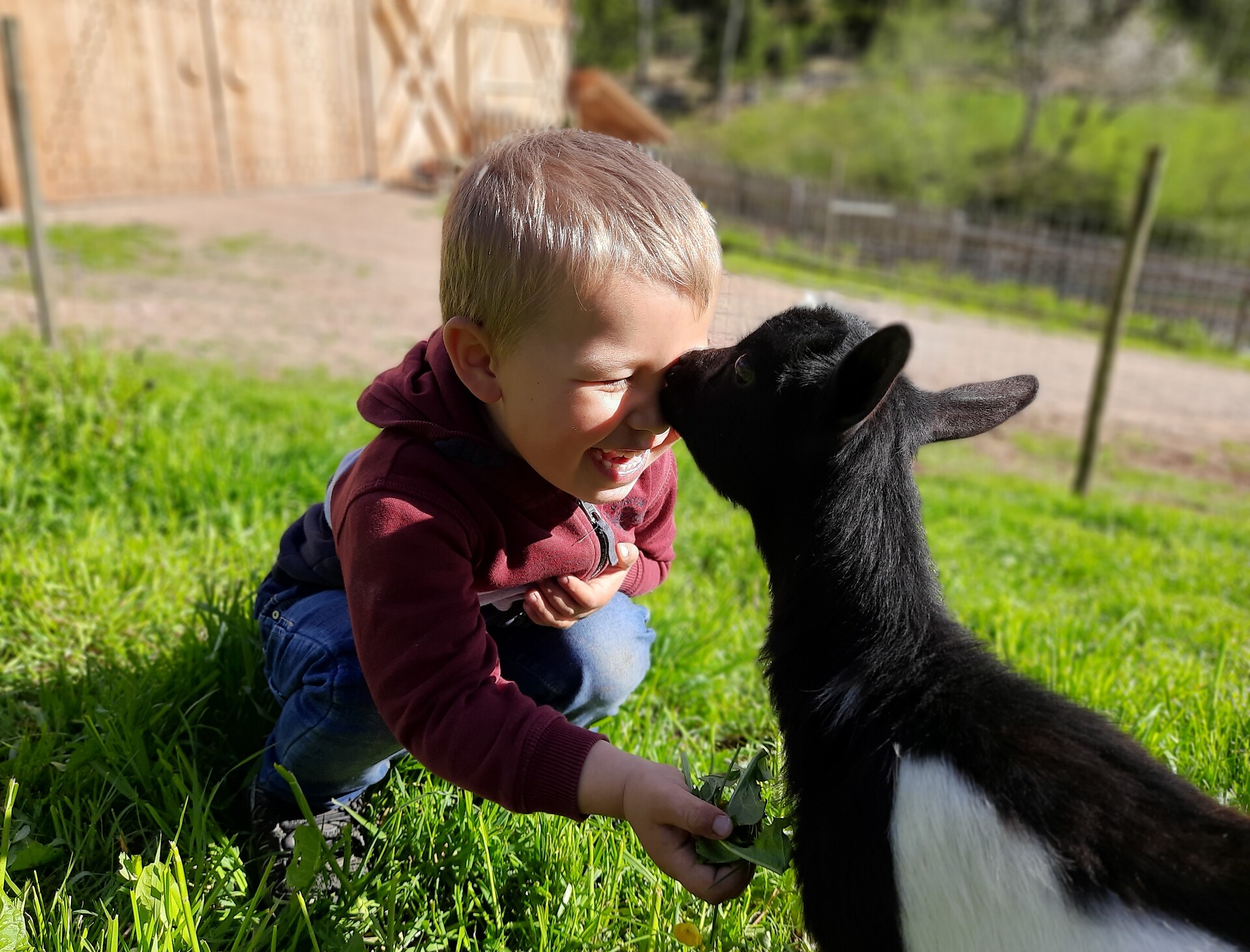 Gli animali e i bambini