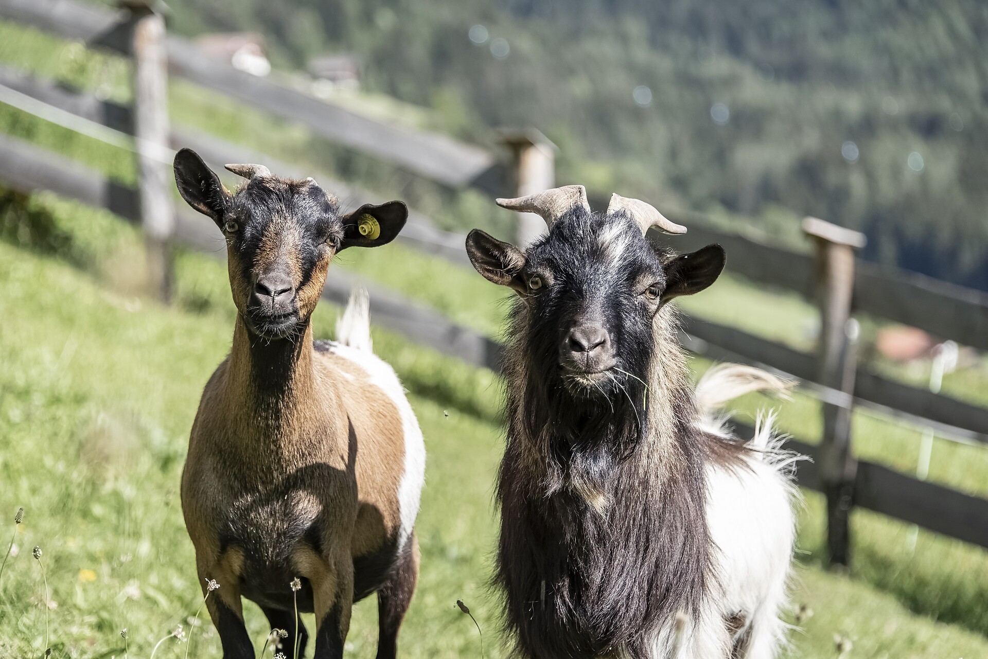 Tiere