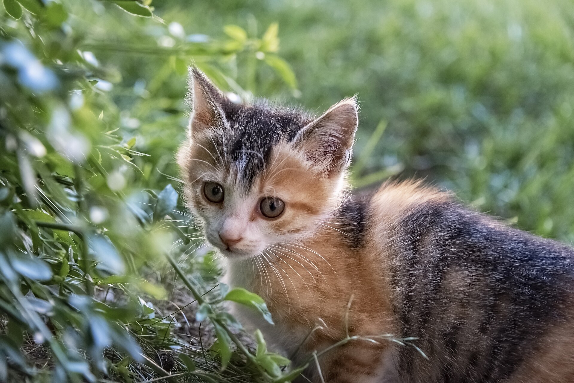 Tiere