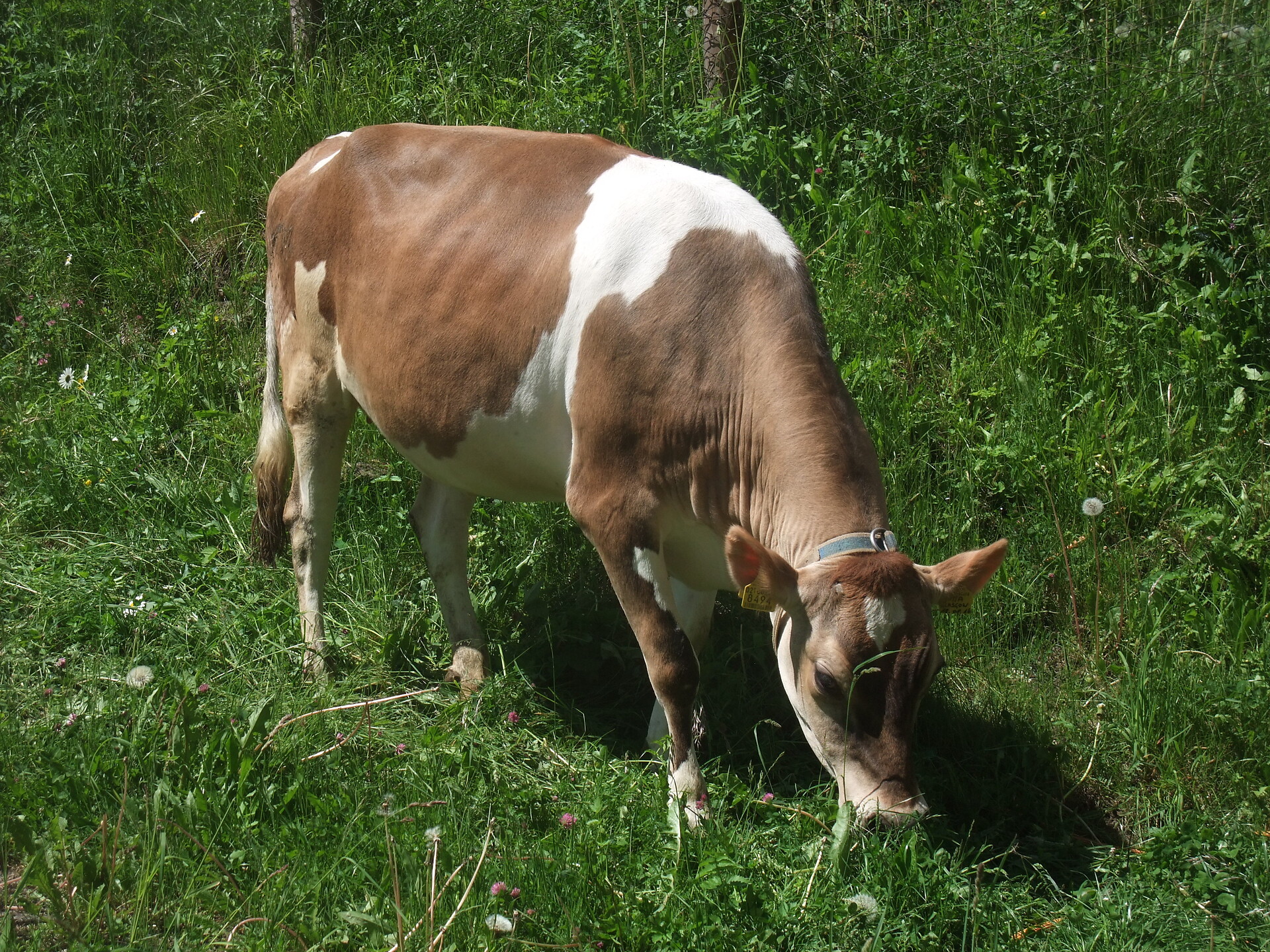 Jutta