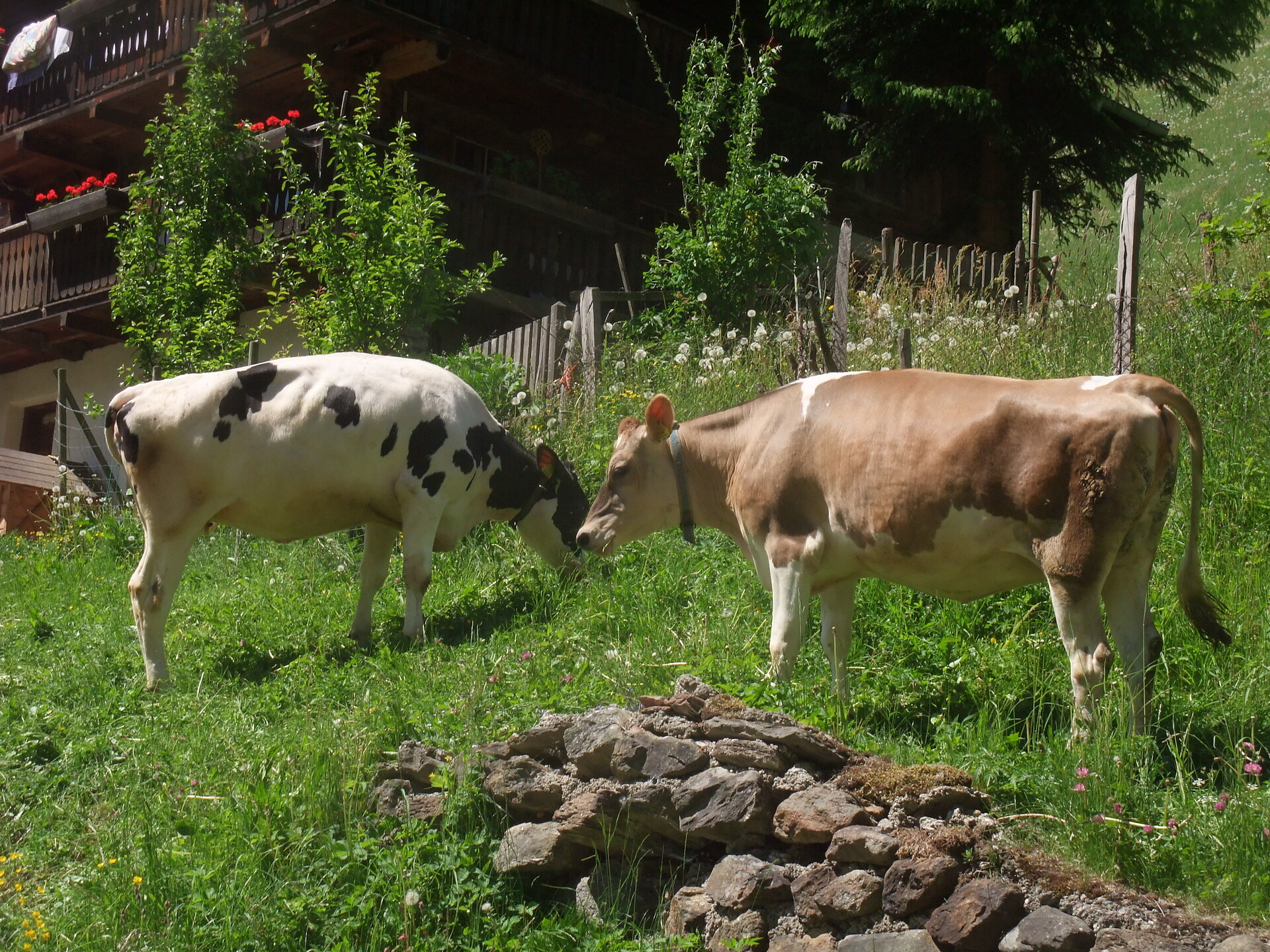 Meggi und Jutta