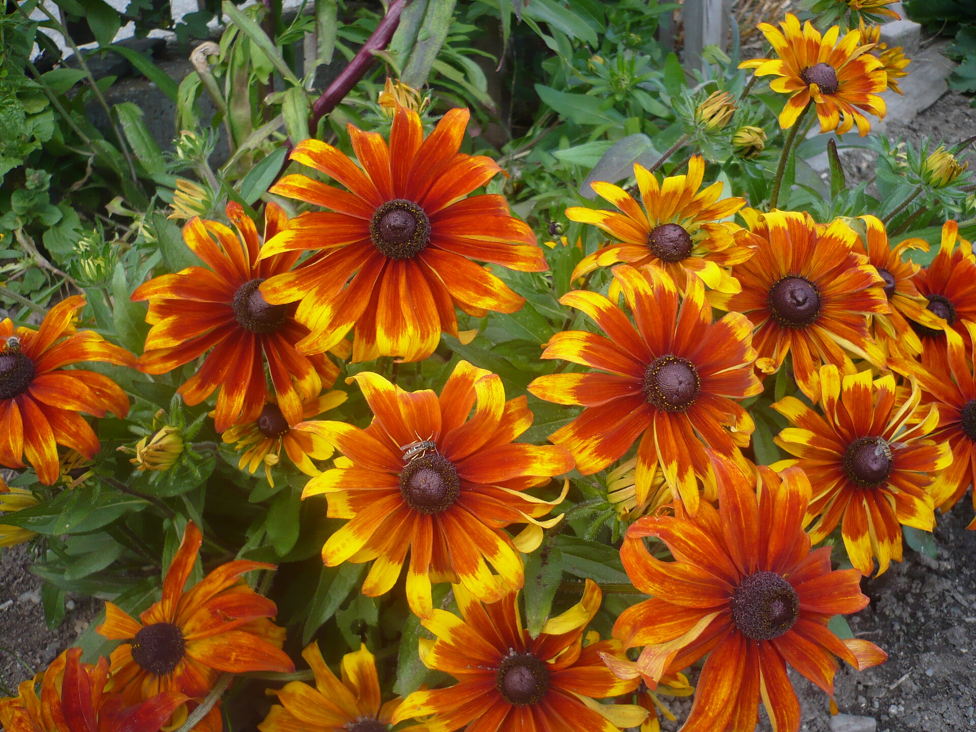 Flowers