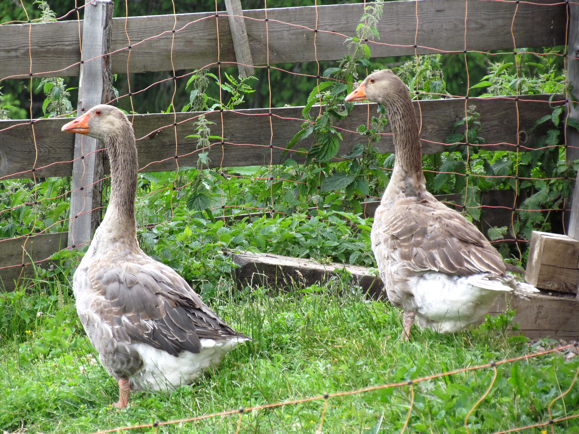 Animals